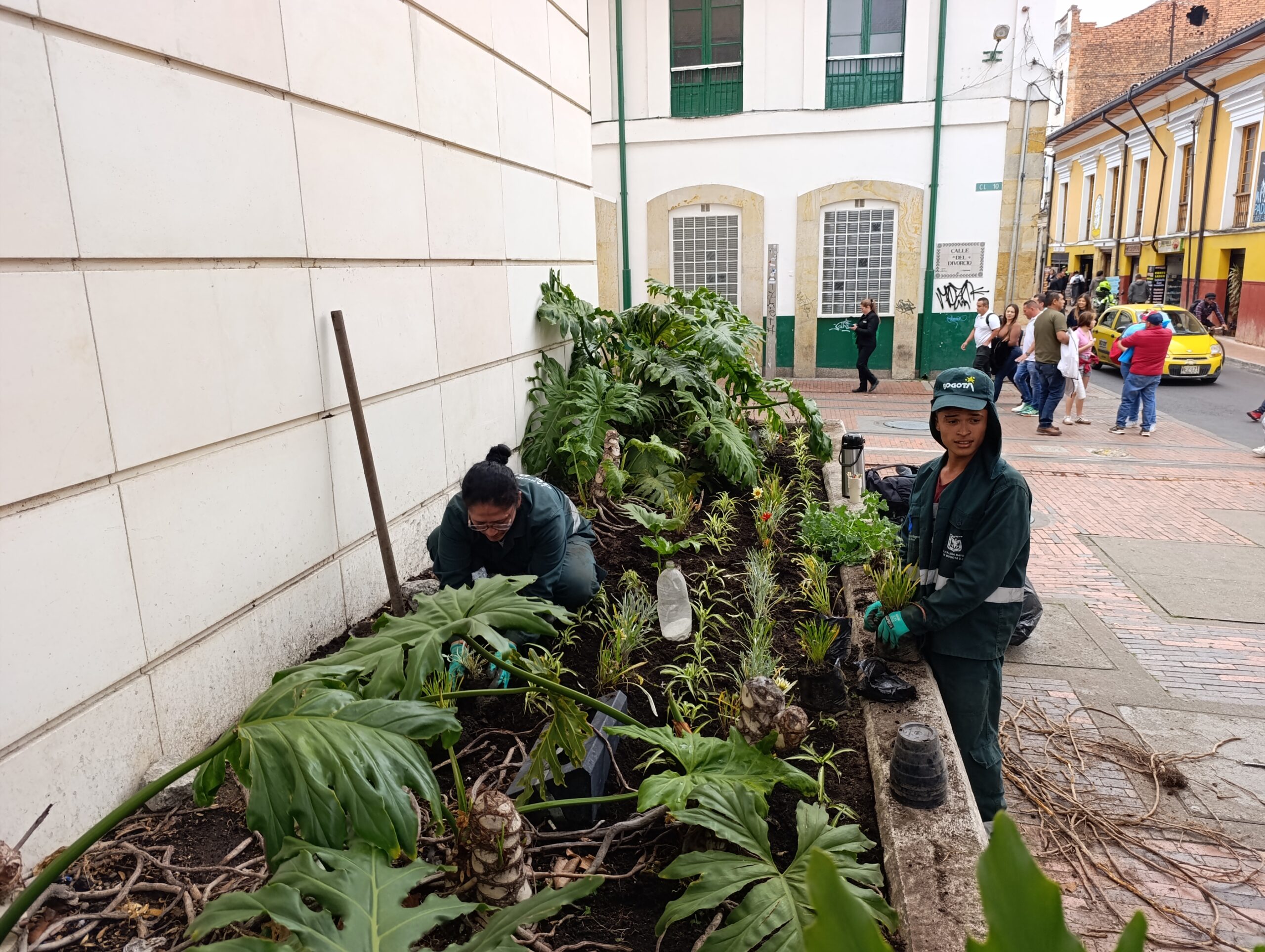 Historias del verde urbano: El renacer de las jardineras externas del Palacio Liévano
