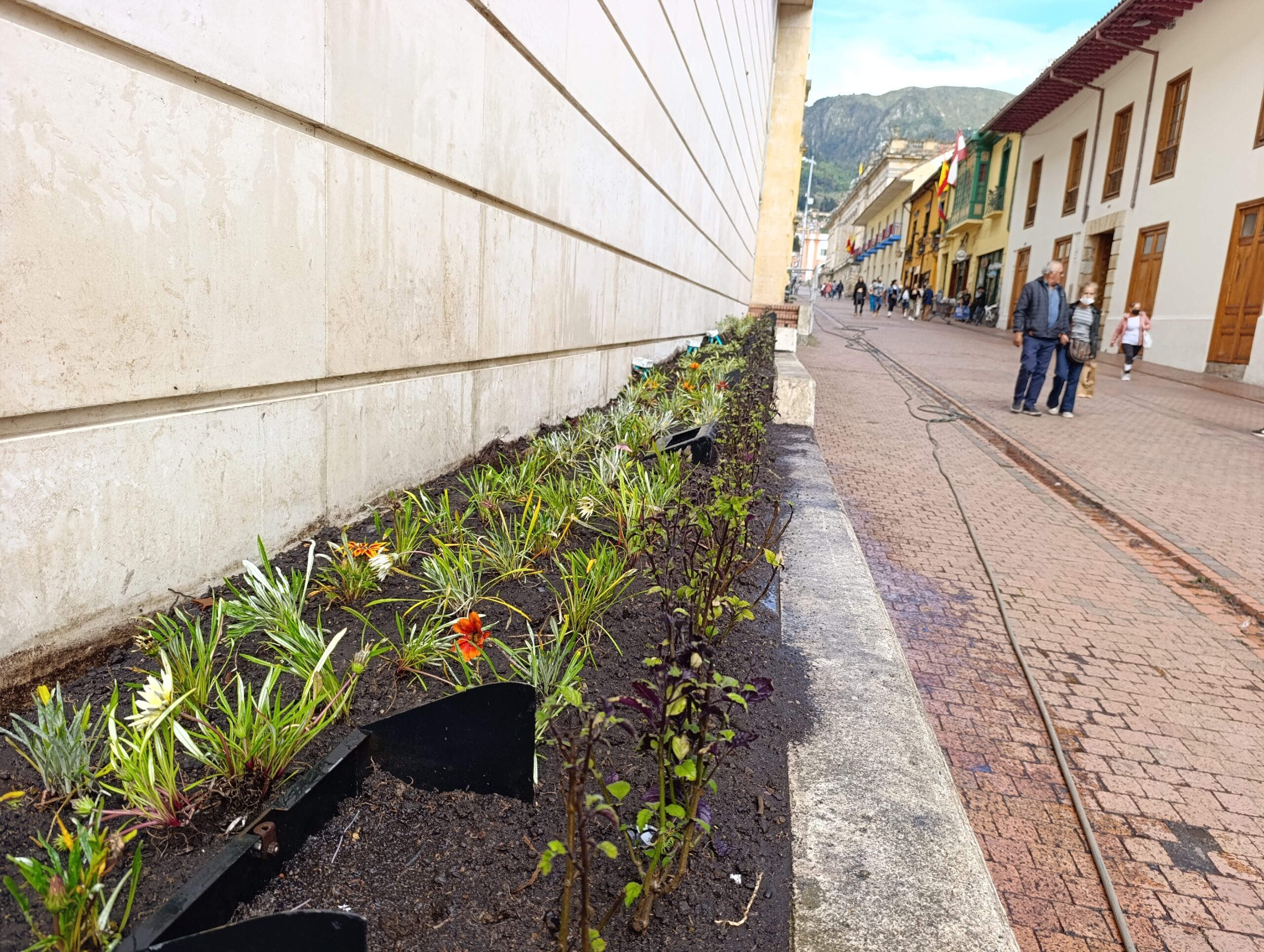 Historias del verde urbano: El renacer de las jardineras externas del Palacio Liévano