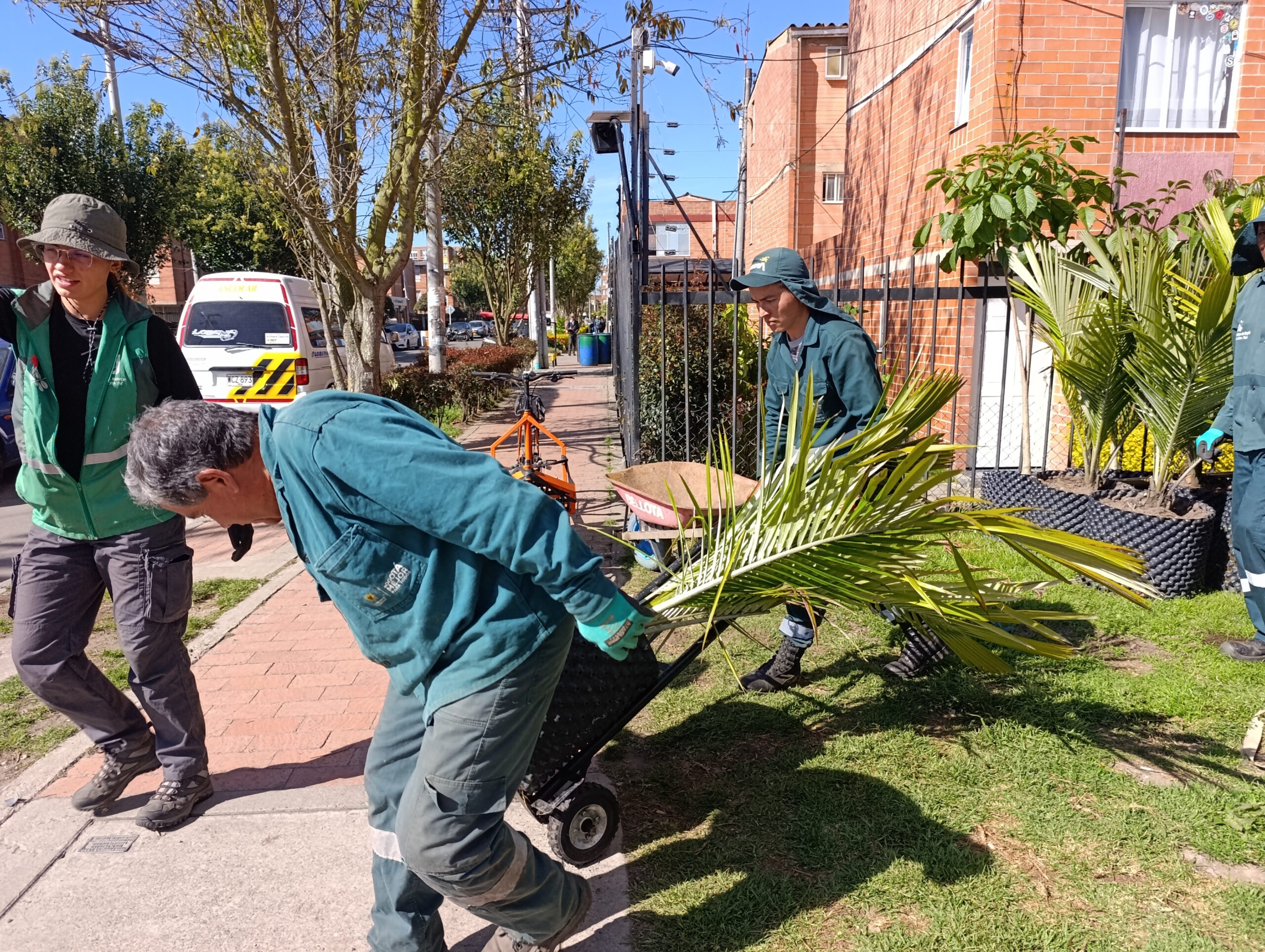 Historias del verde urbano: ¡El símbolo patrio arbóreo de Colombia llegó a Camino Verde!