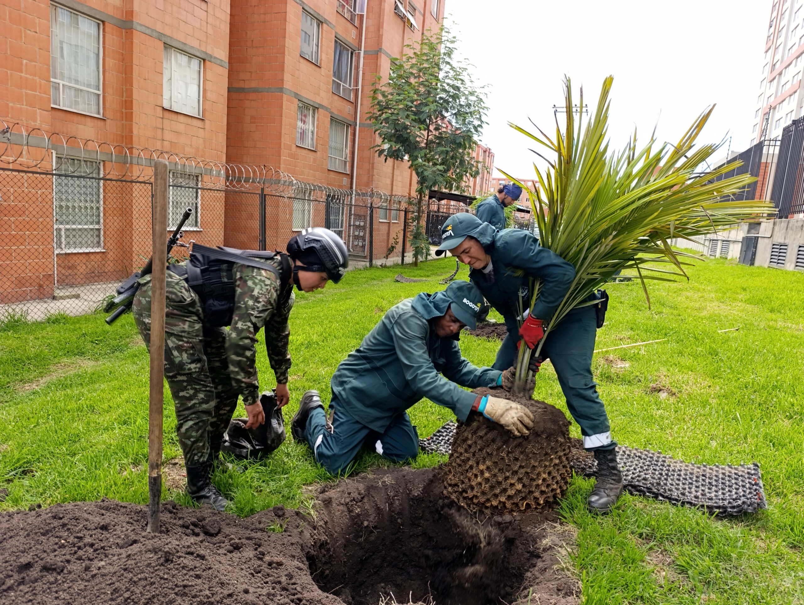 Historias del verde urbano: ¡El símbolo patrio arbóreo de Colombia llegó a Camino Verde!