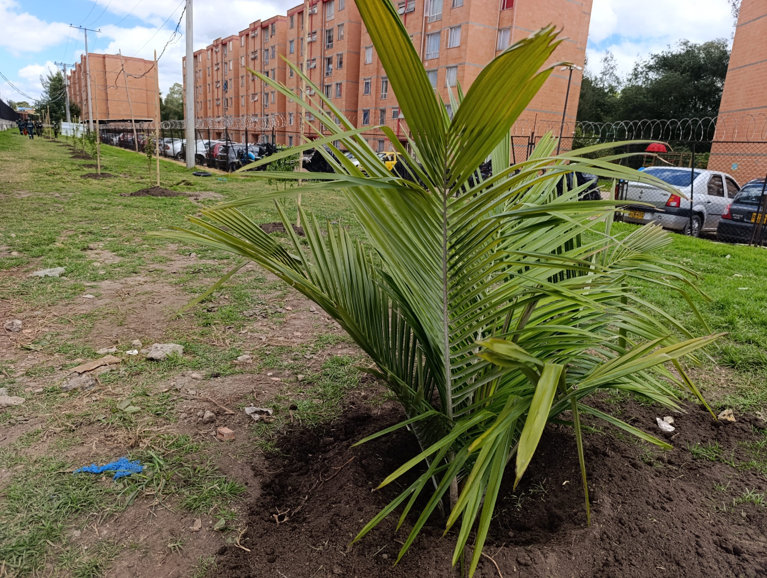 Historias del verde urbano: ¡El símbolo patrio arbóreo de Colombia llegó a Camino Verde!