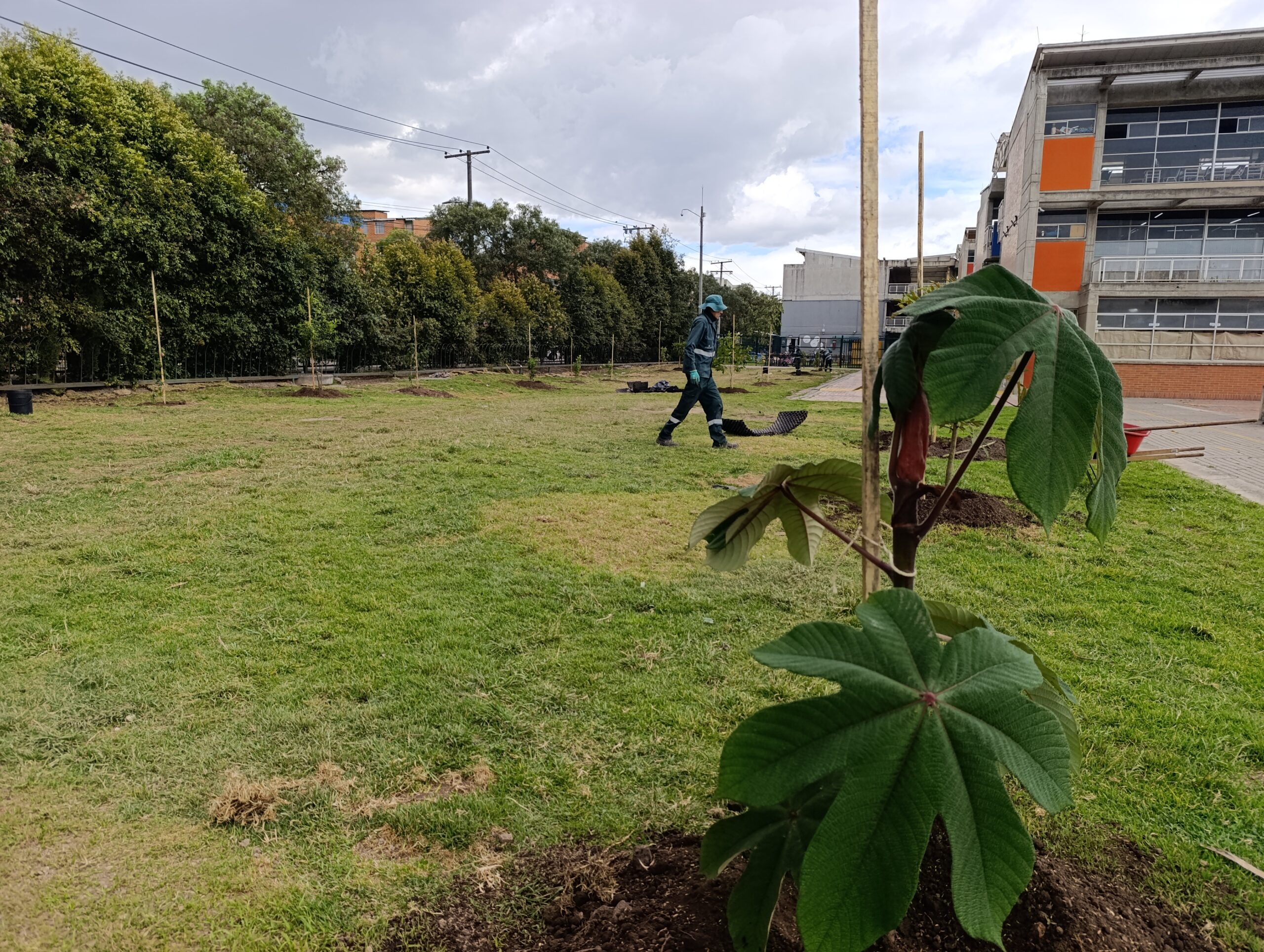 Historias del verde urbano: Estudiantes de primaria plantaron los primeros 50 árboles y arbustos en el colegio Ciudadela Educativa de Bosa