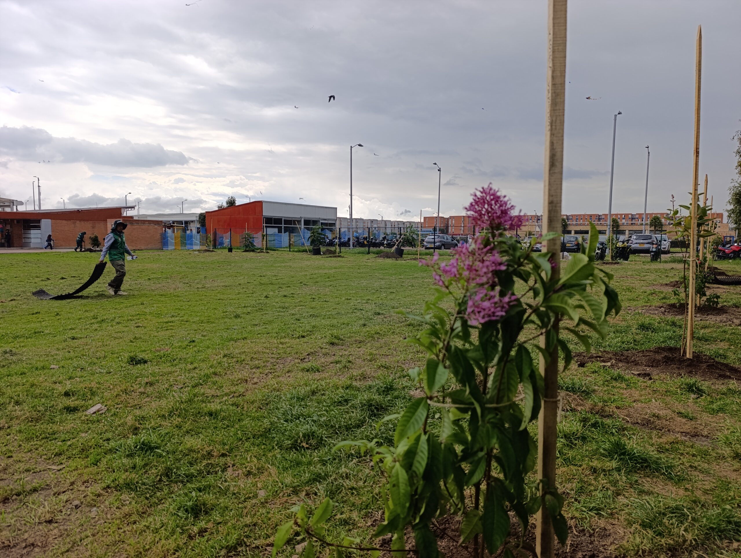 Historias del verde urbano: Estudiantes de primaria plantaron los primeros 50 árboles y arbustos en el colegio Ciudadela Educativa de Bosa