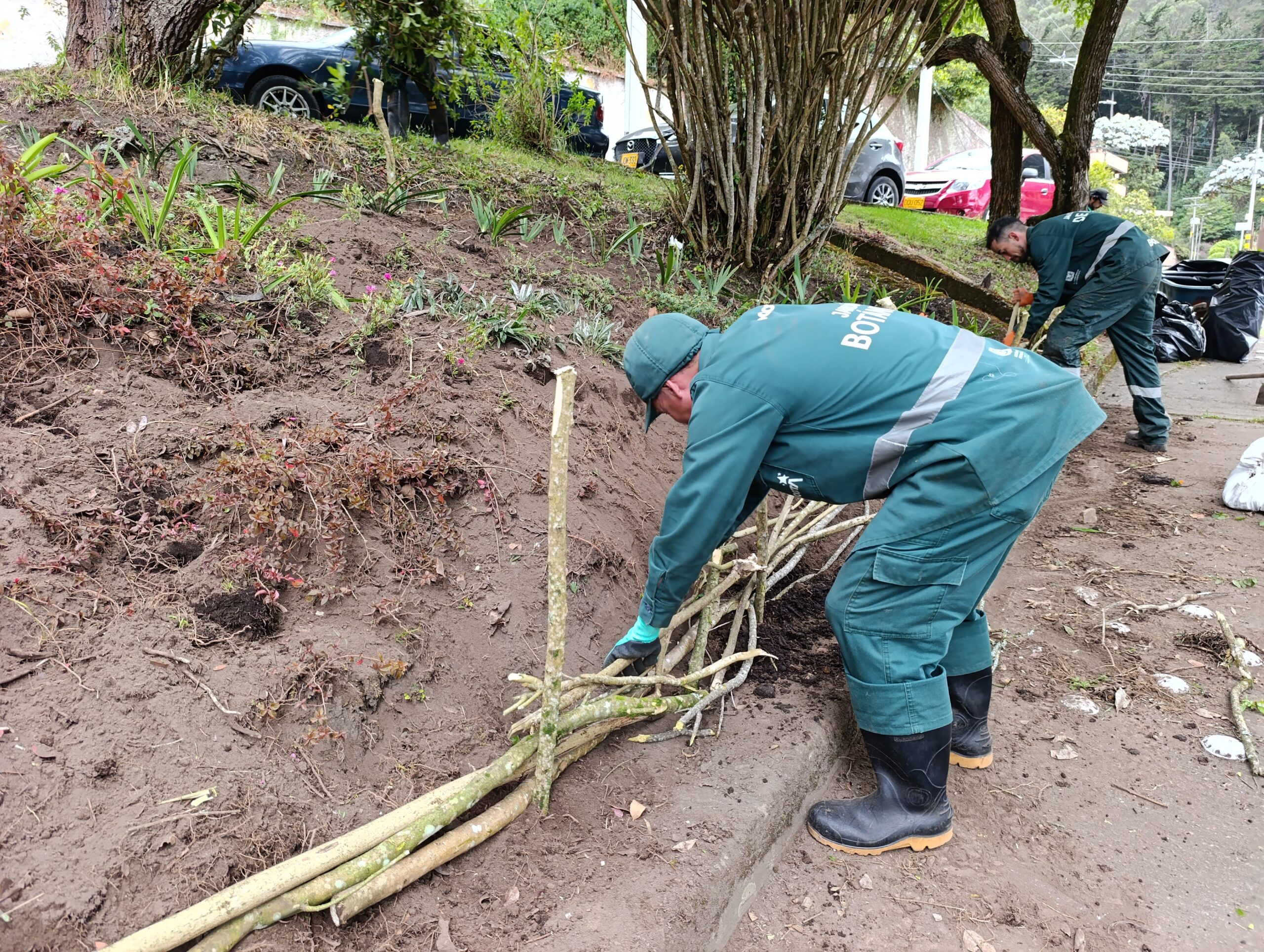 Historias del verde urbano: Los jardines en medialuna del Refugio Alto recobran su belleza
