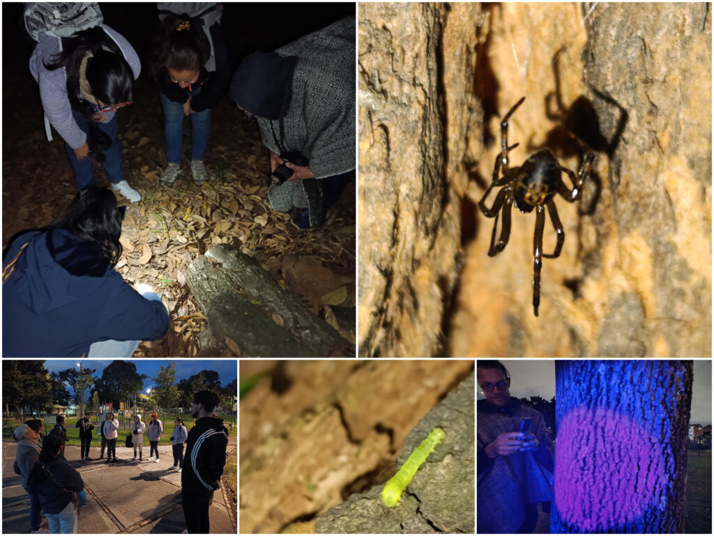 Historias del verde urbano: Explorando la biodiversidad de Ciudad Montes bajo la luz de la Luna
