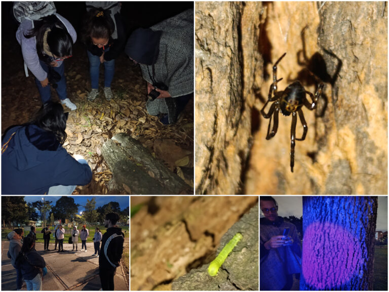 Historias del verde urbano: Explorando la biodiversidad de Ciudad Montes bajo la luz de la Luna