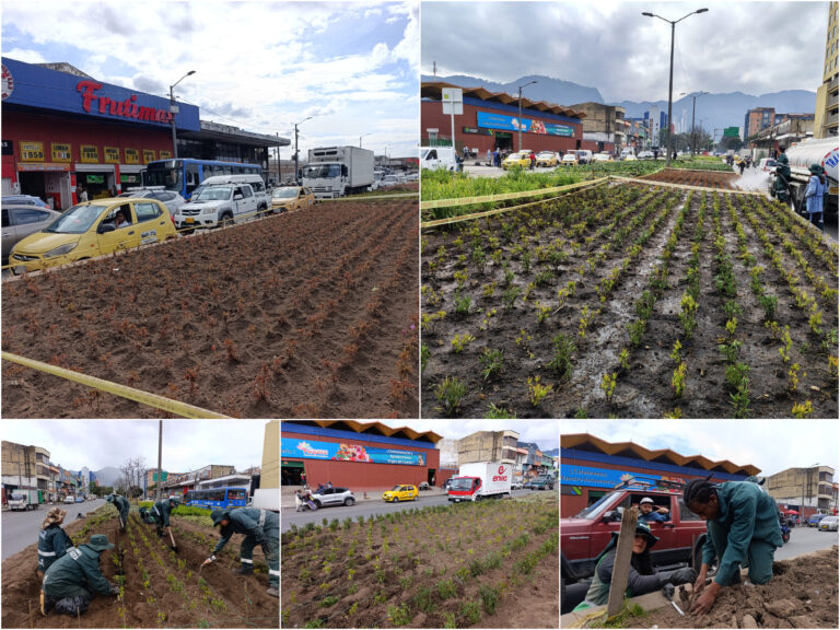 Historias del verde urbano: La jardinera de Paloquemao sigue recuperando sus colores