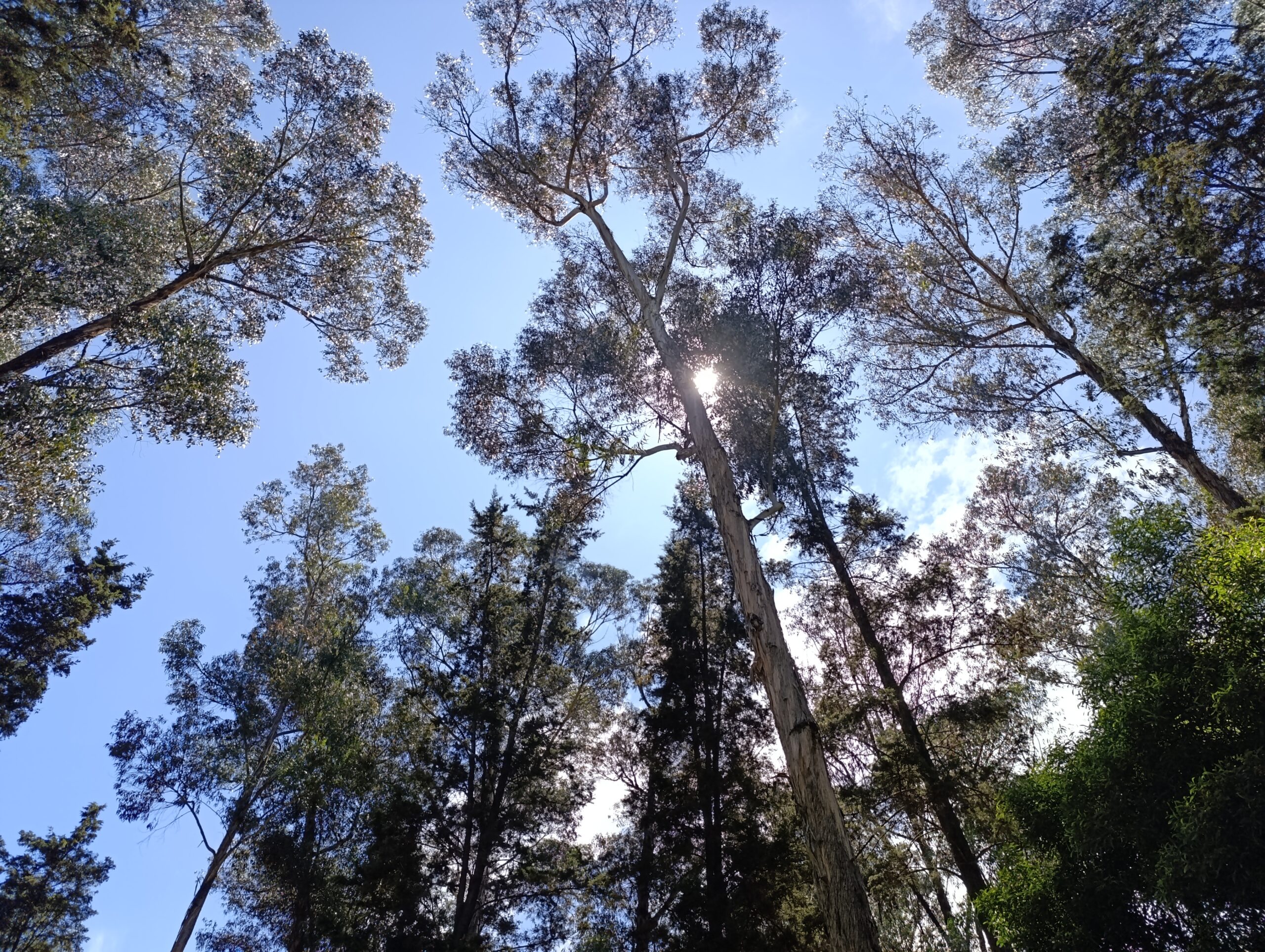Historias del verde urbano: ¡Tertulia con los guardianes del pulmón verde del sur!