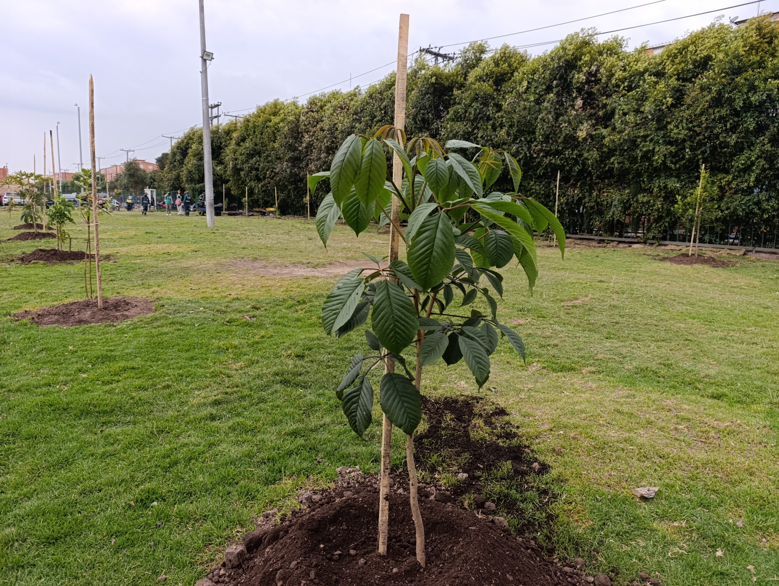 Historias del verde urbano: Los nuevos habitantes verdes del colegio Ciudadela Educativa de Bosa Historias del verde urbano: Los nuevos habitantes verdes del colegio Ciudadela Educativa de Bosa