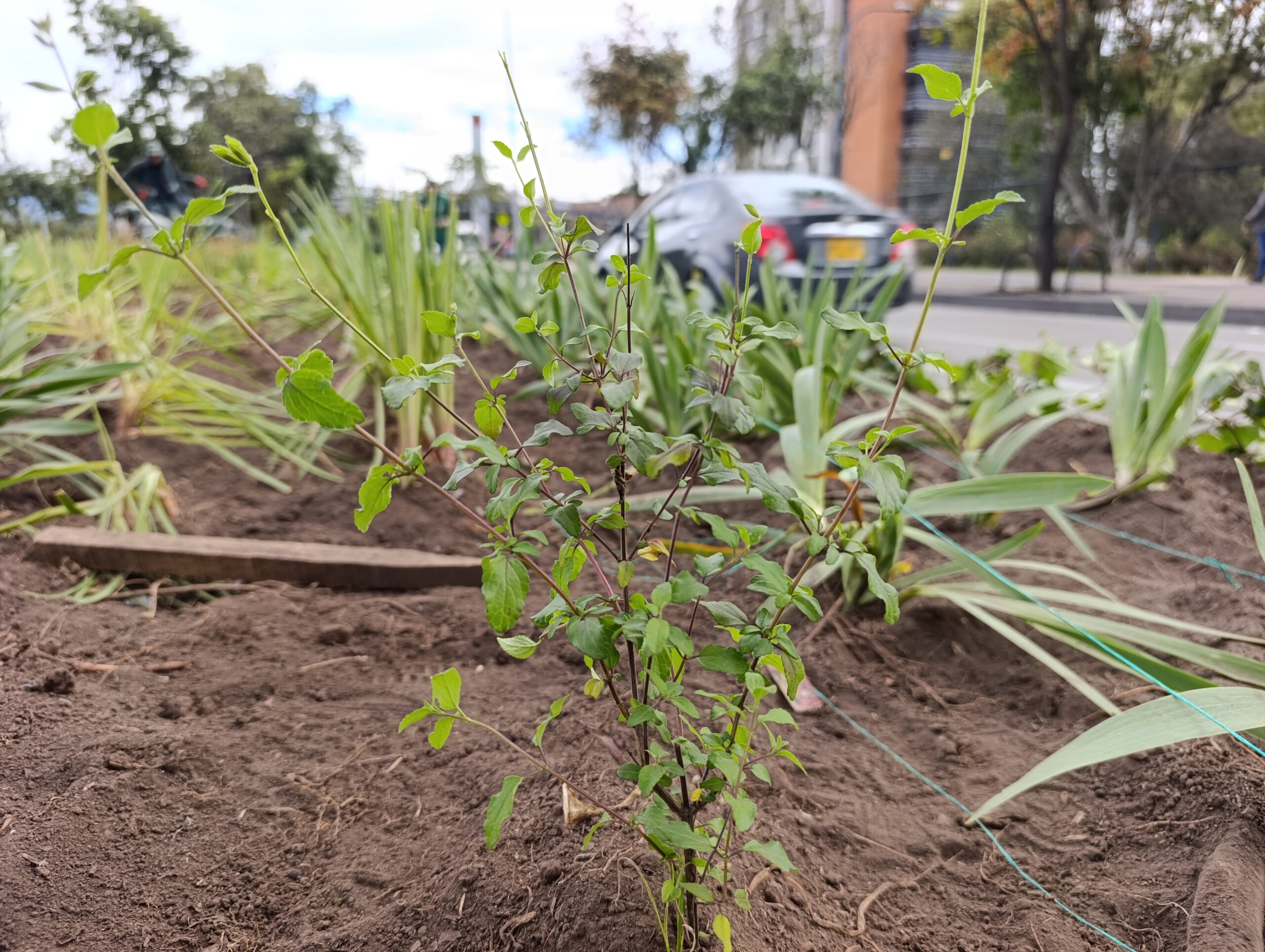 Historias del verde urbano: El cambio extremo de las jardineras de la calle 26