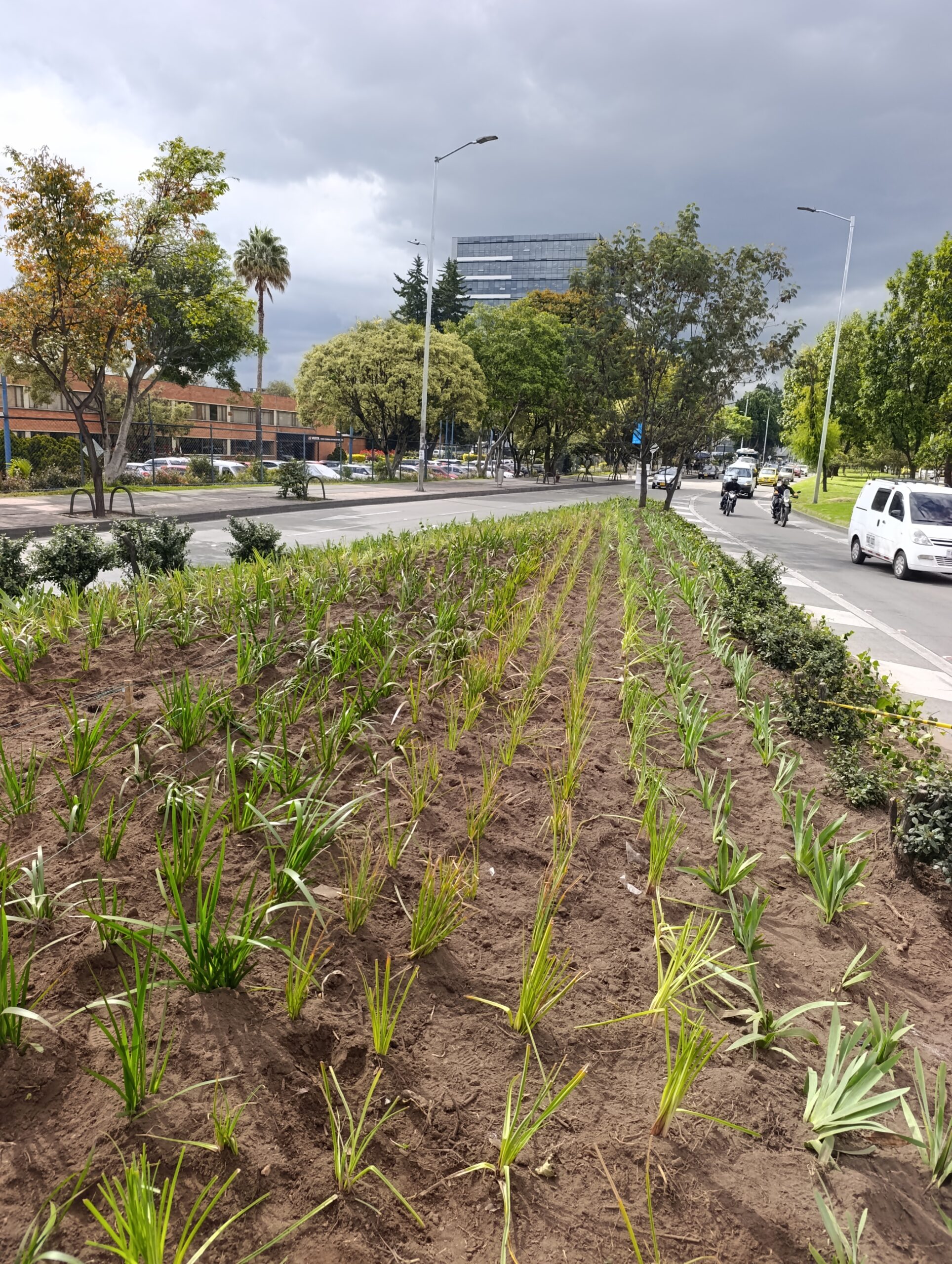 Historias del verde urbano: El cambio extremo de las jardineras de la calle 26