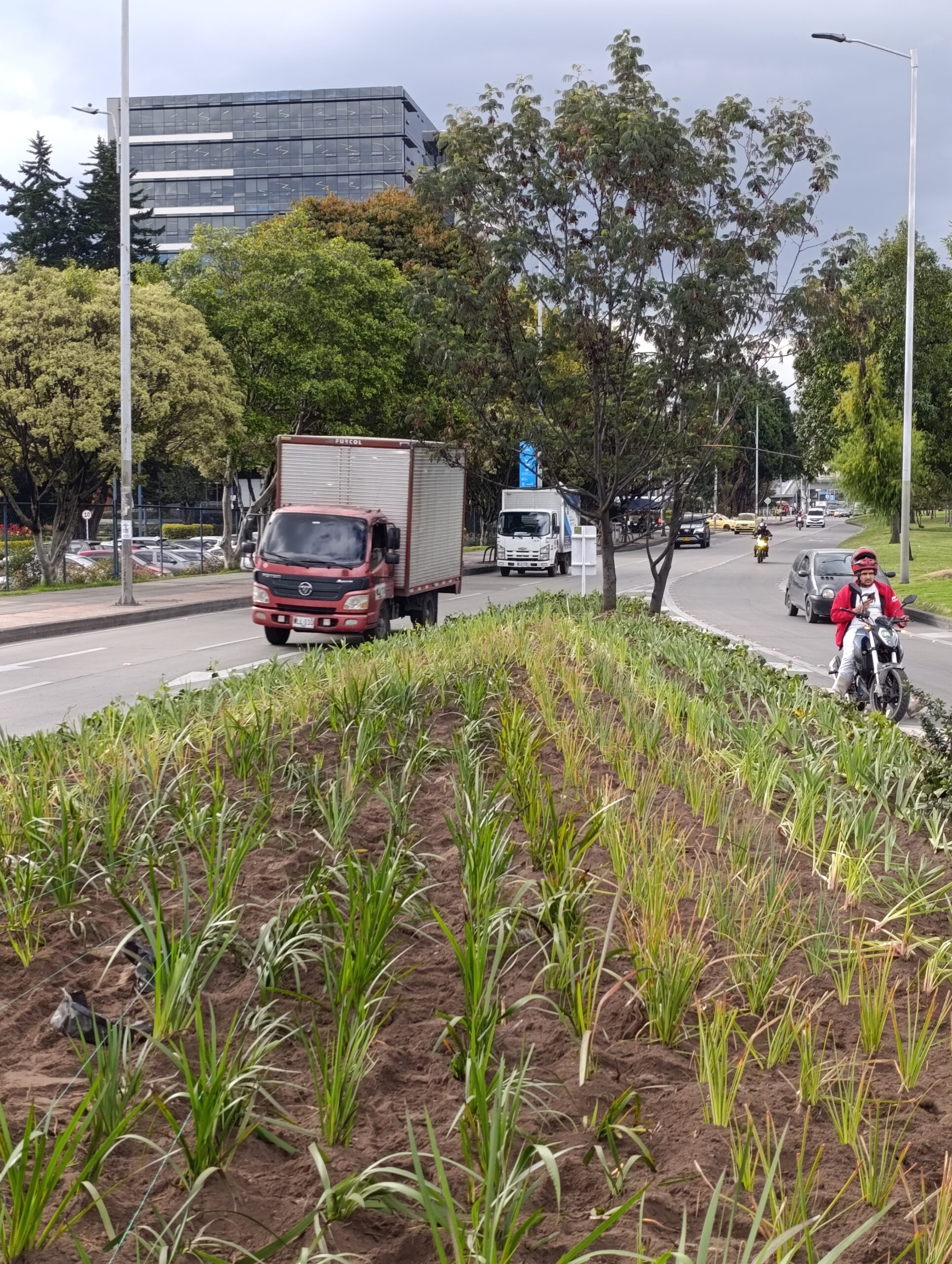 Historias del verde urbano: El cambio extremo de las jardineras de la calle 26