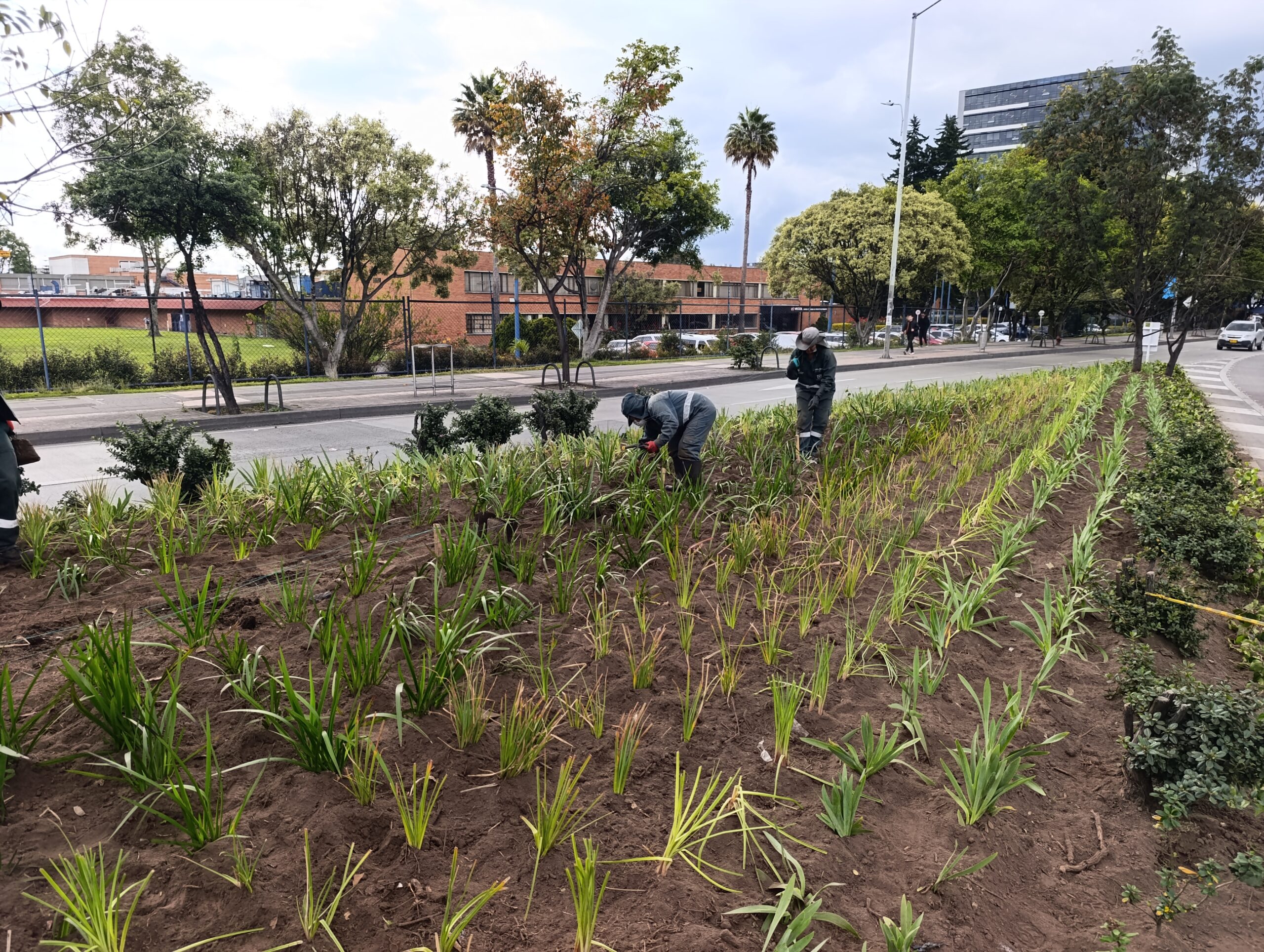 Historias del verde urbano: El cambio extremo de las jardineras de la calle 26