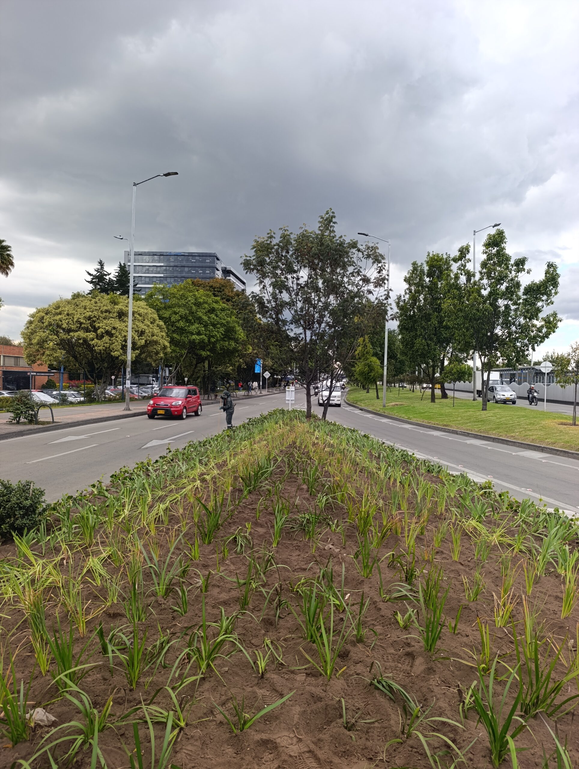 Historias del verde urbano: El cambio extremo de las jardineras de la calle 26