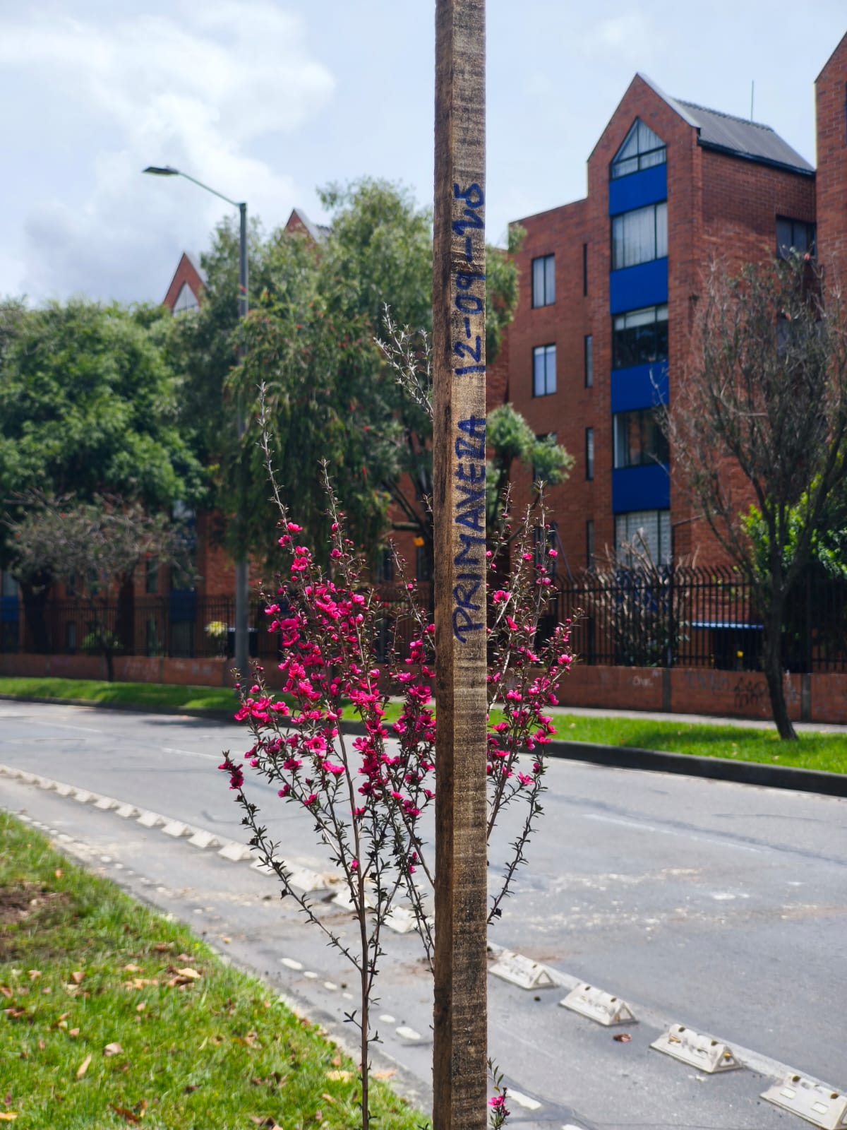 Historias del verde urbano: ¡Bogotá se renaturaliza!: Jardín Botánico plantó 107 nuevos árboles y arbustos en cinco localidades