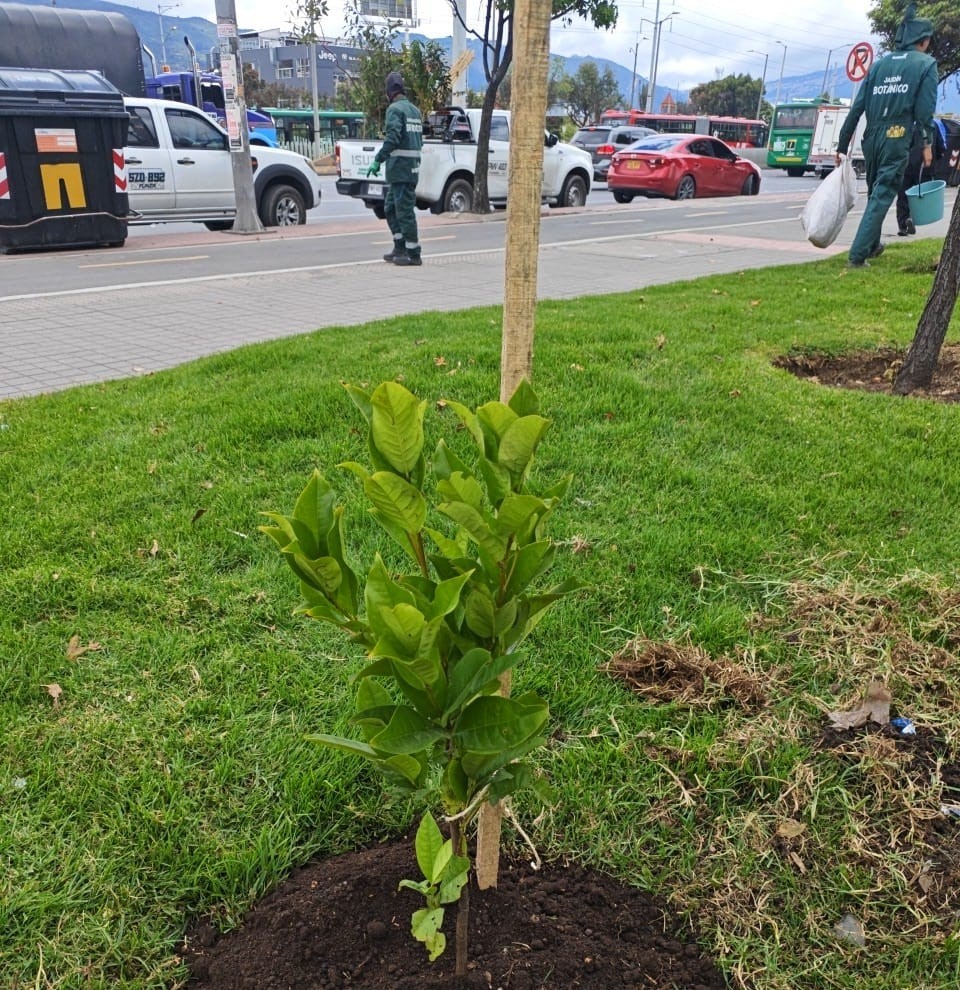 Historias del verde urbano: ¡La Autopista Norte y la calle 26 se renaturalizan!