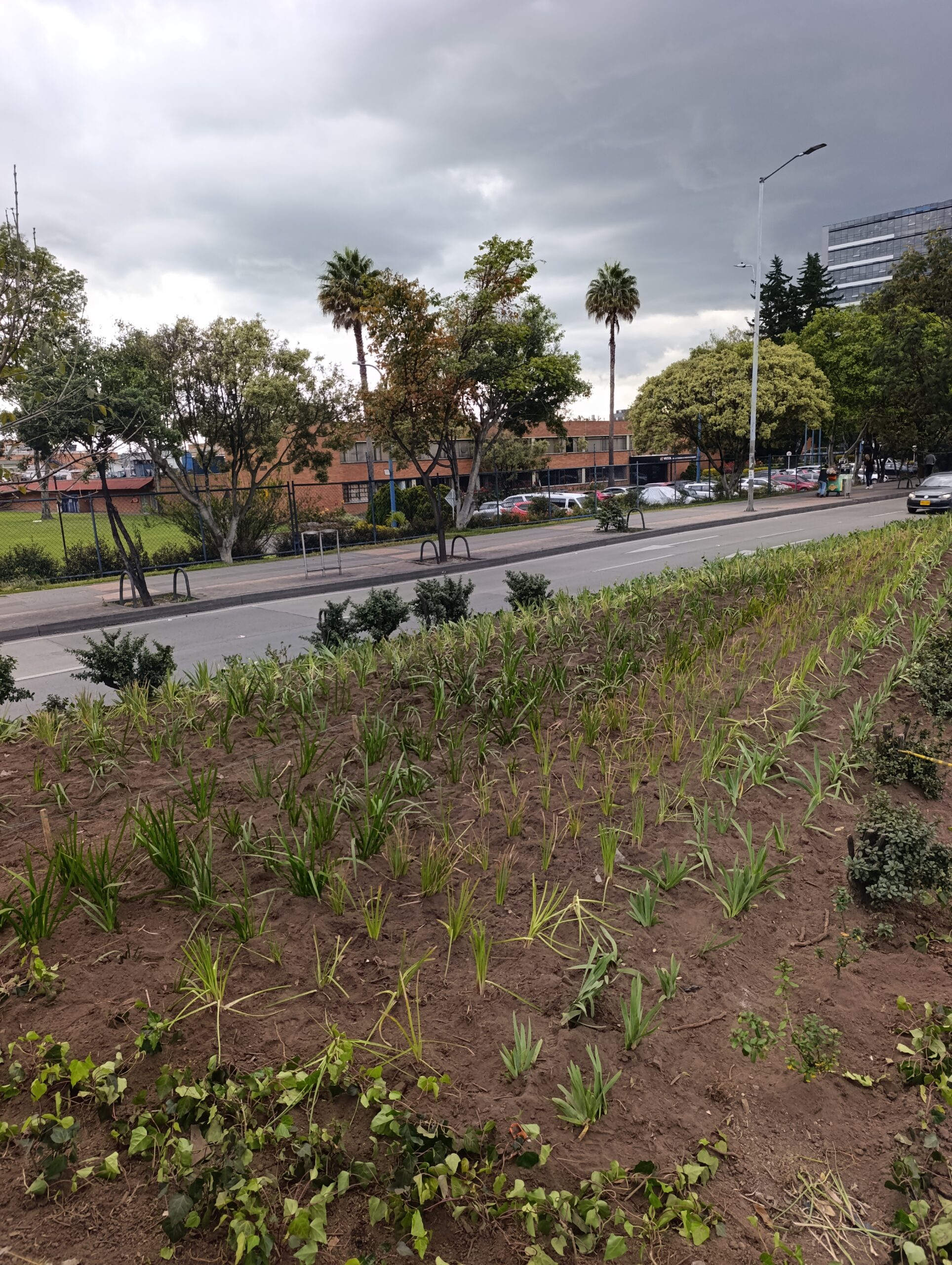 Historias del verde urbano: El cambio extremo de las jardineras de la calle 26