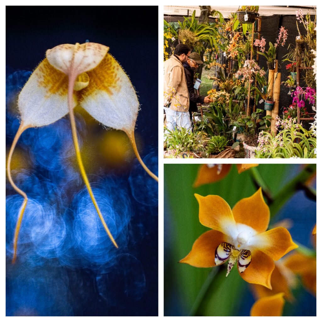 Bogotá florece con la XXII Exposición de Orquídeas: 70 años exaltando la vida
