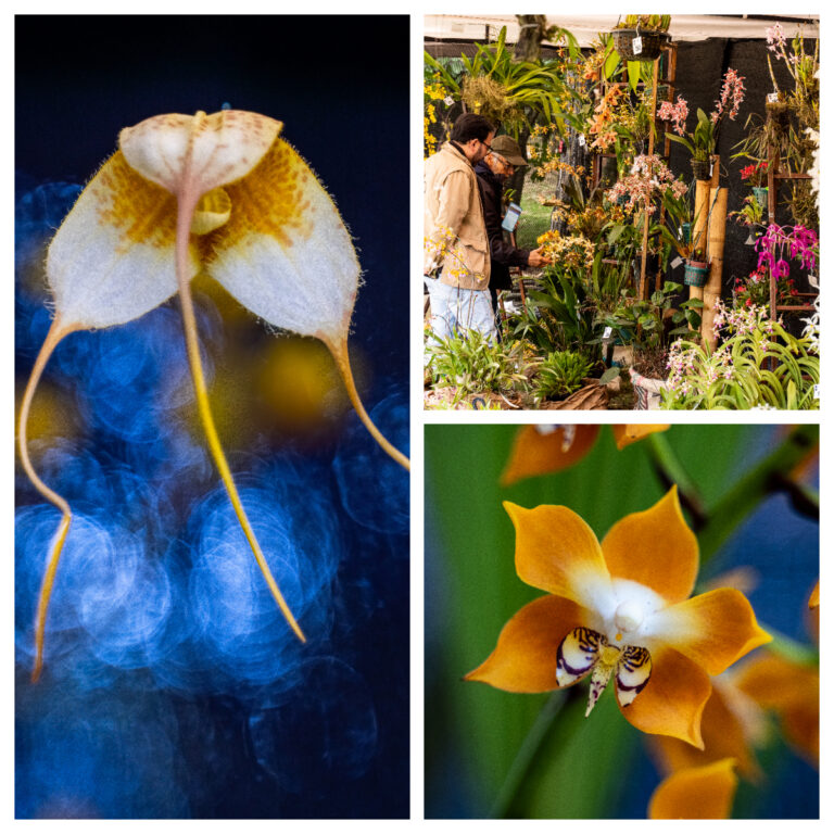 Bogotá florece con la XXII Exposición de Orquídeas: 70 años exaltando la vida