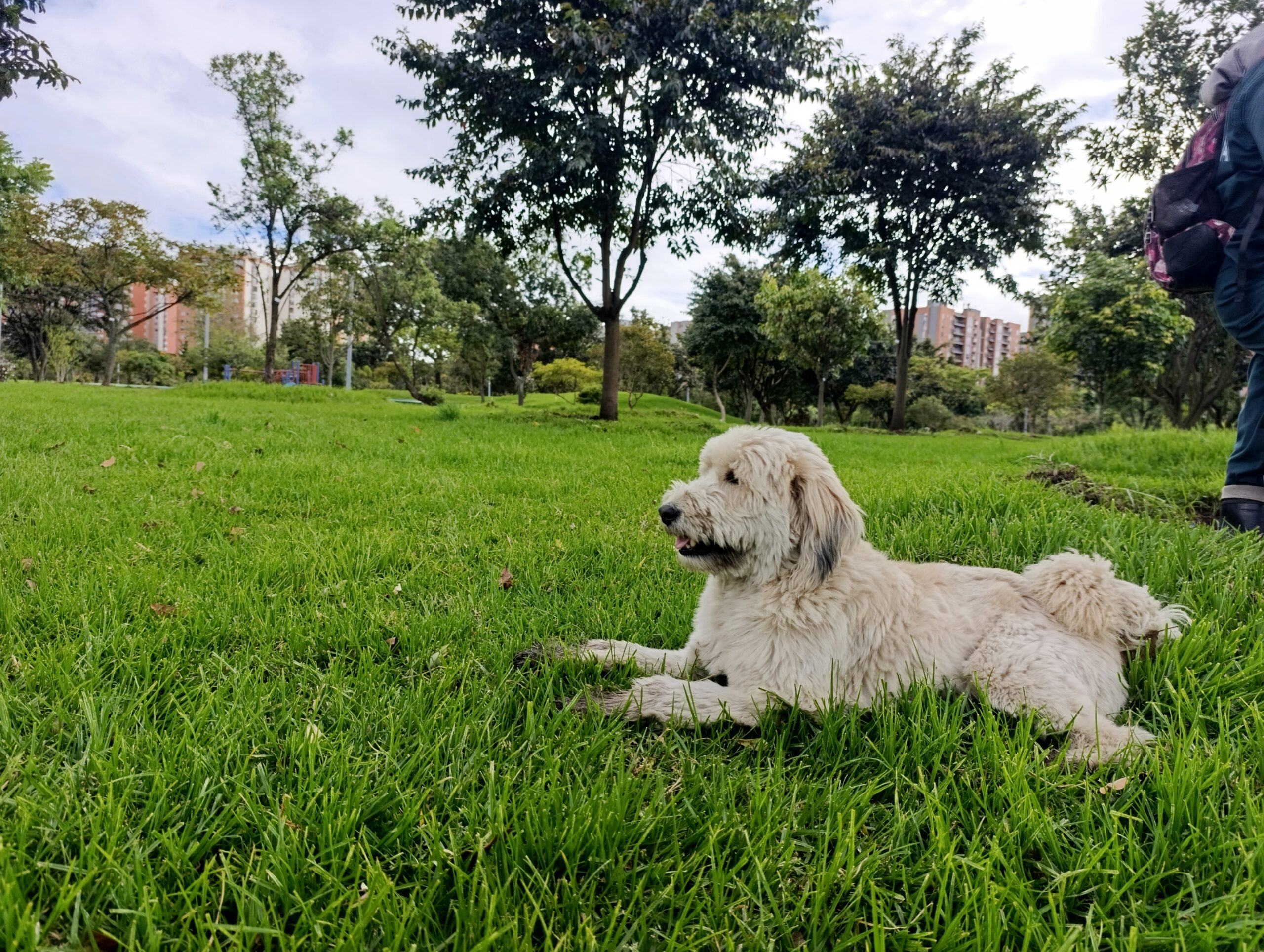 Historias del verde urbano: El guardián peludo de los árboles de Engativá