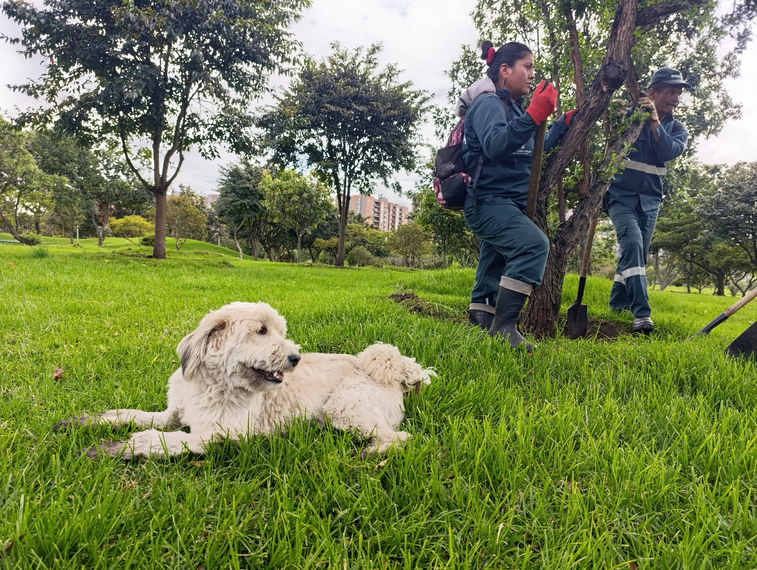 Historias del verde urbano: El guardián peludo de los árboles de Engativá