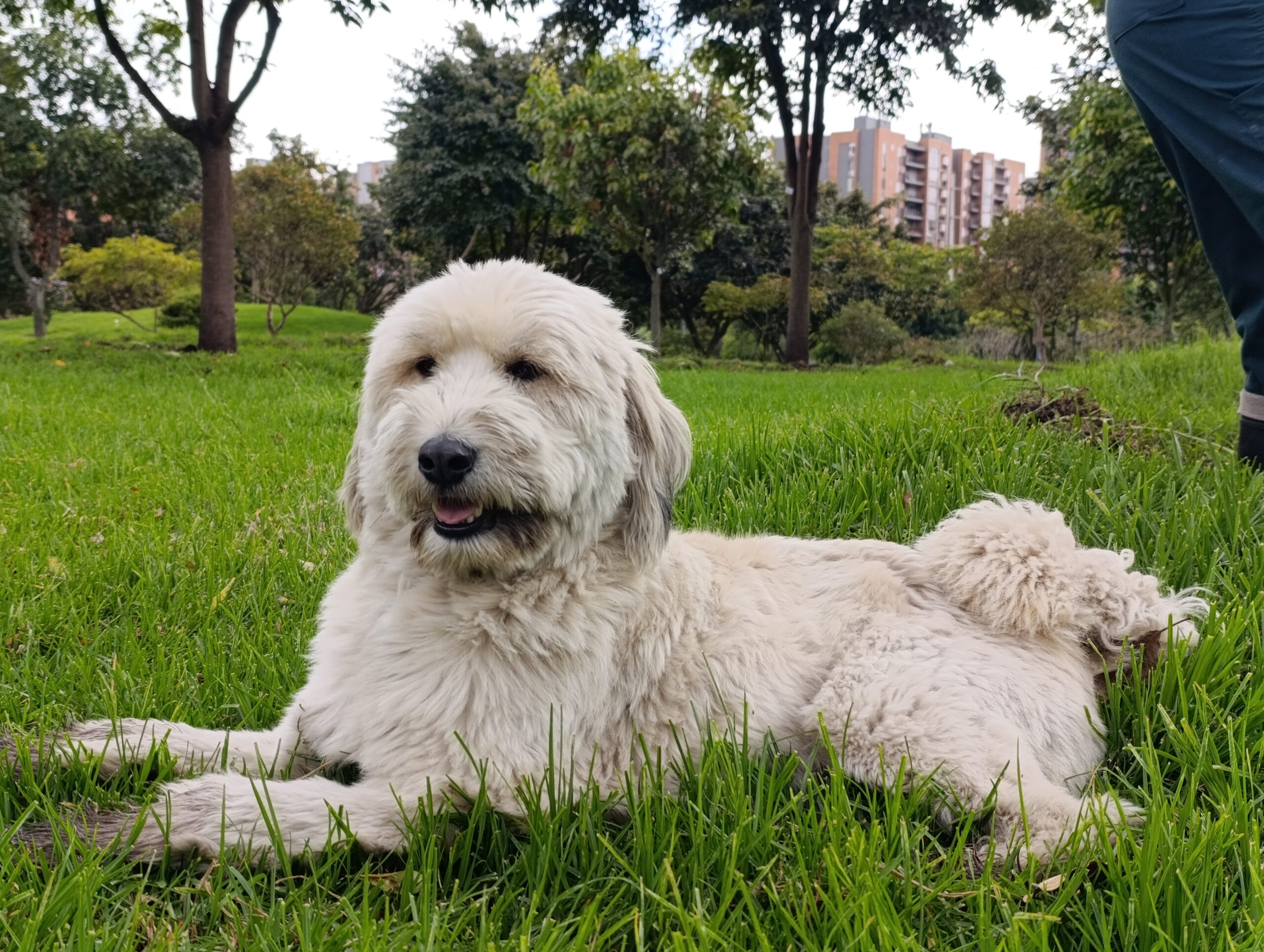 Historias del verde urbano: El guardián peludo de los árboles de Engativá