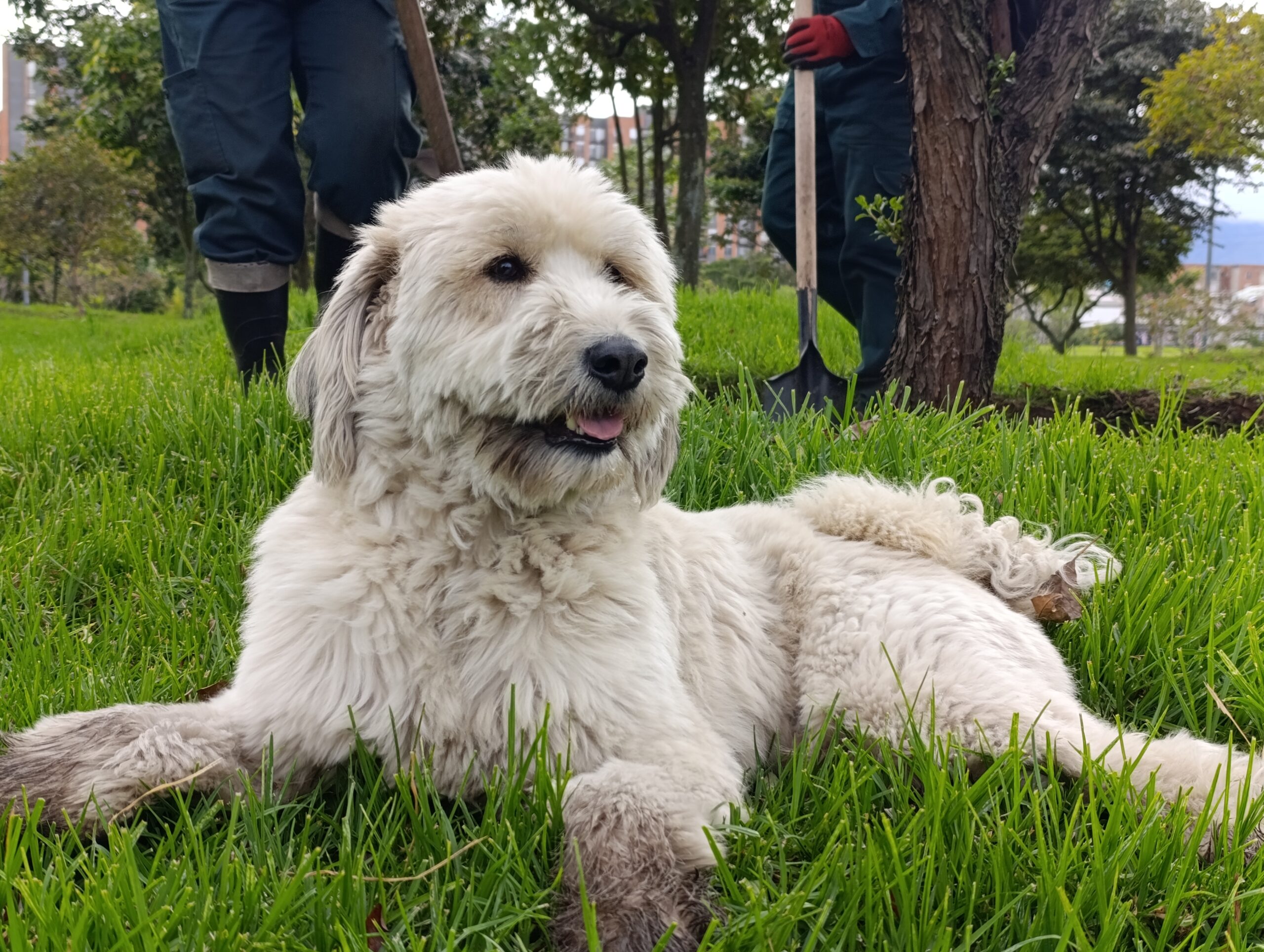 Historias del verde urbano: El guardián peludo de los árboles de Engativá