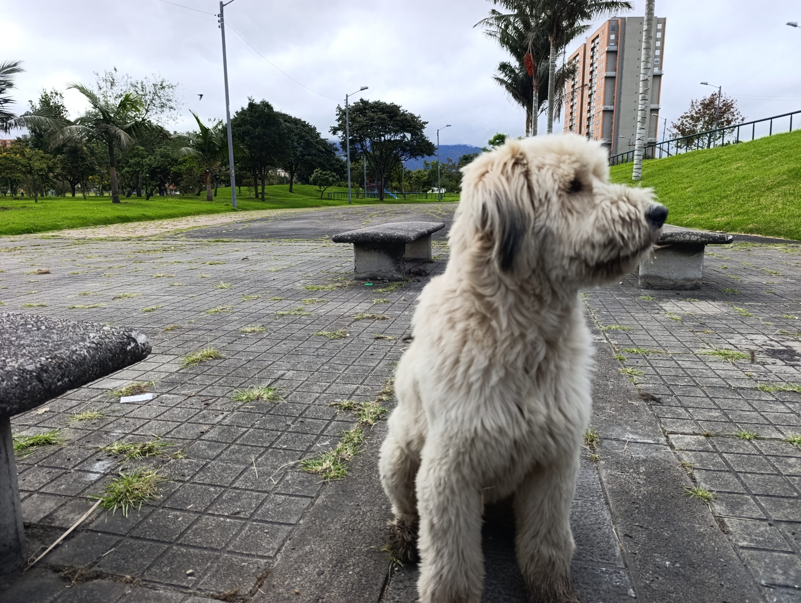 Historias del verde urbano: El guardián peludo de los árboles de Engativá