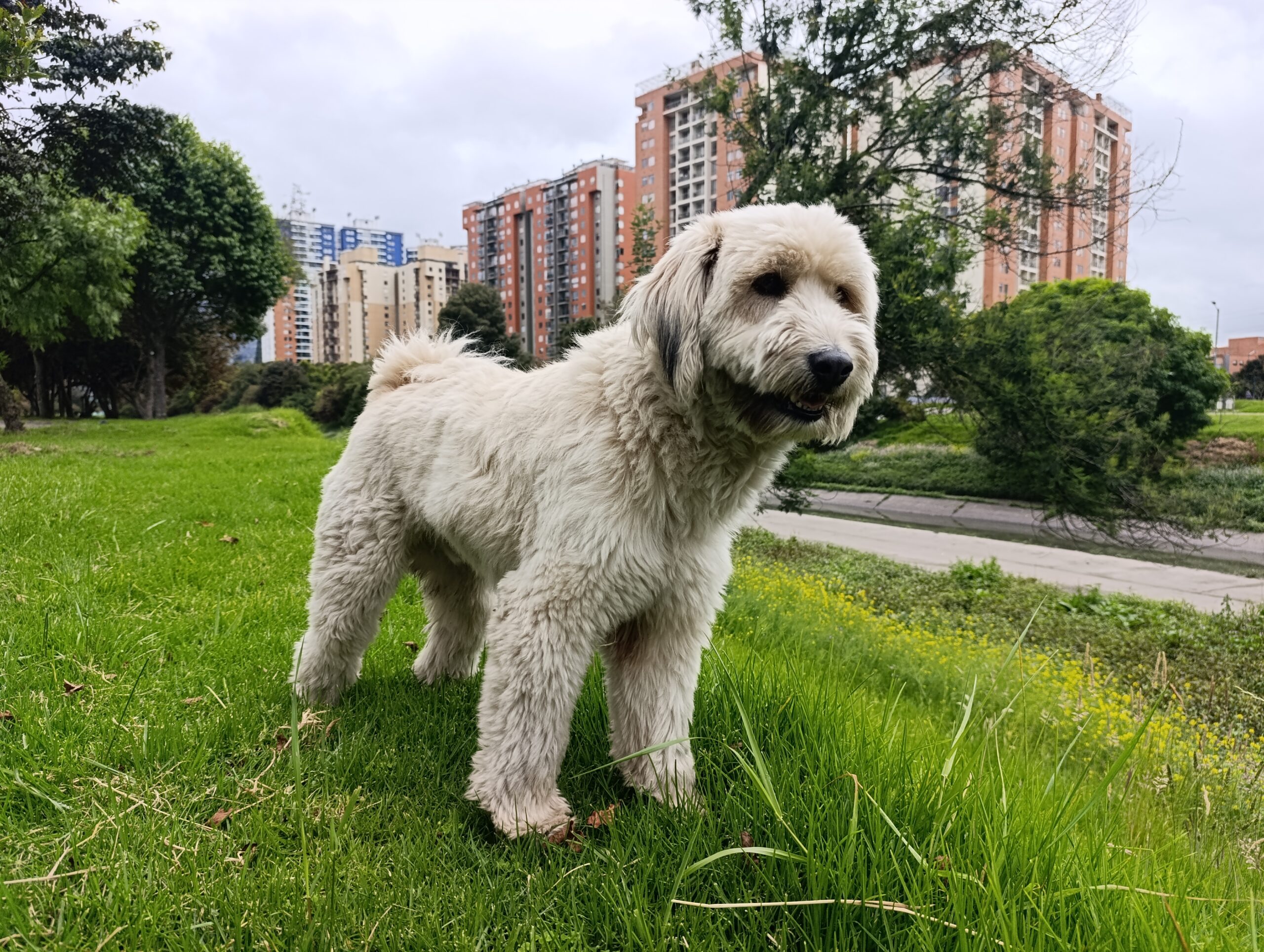 Historias del verde urbano: El guardián peludo de los árboles de Engativá
