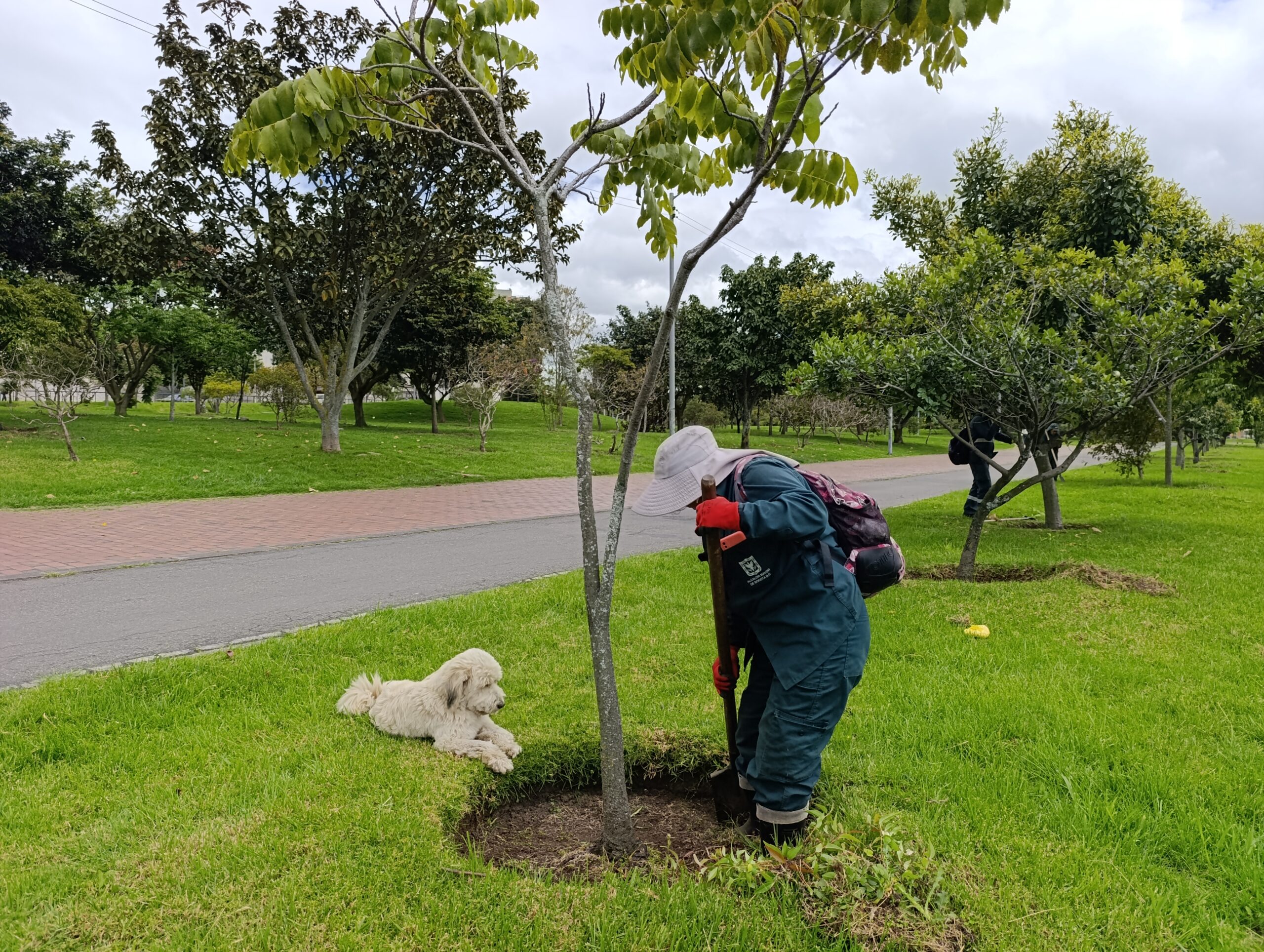 Historias del verde urbano: El guardián peludo de los árboles de Engativá