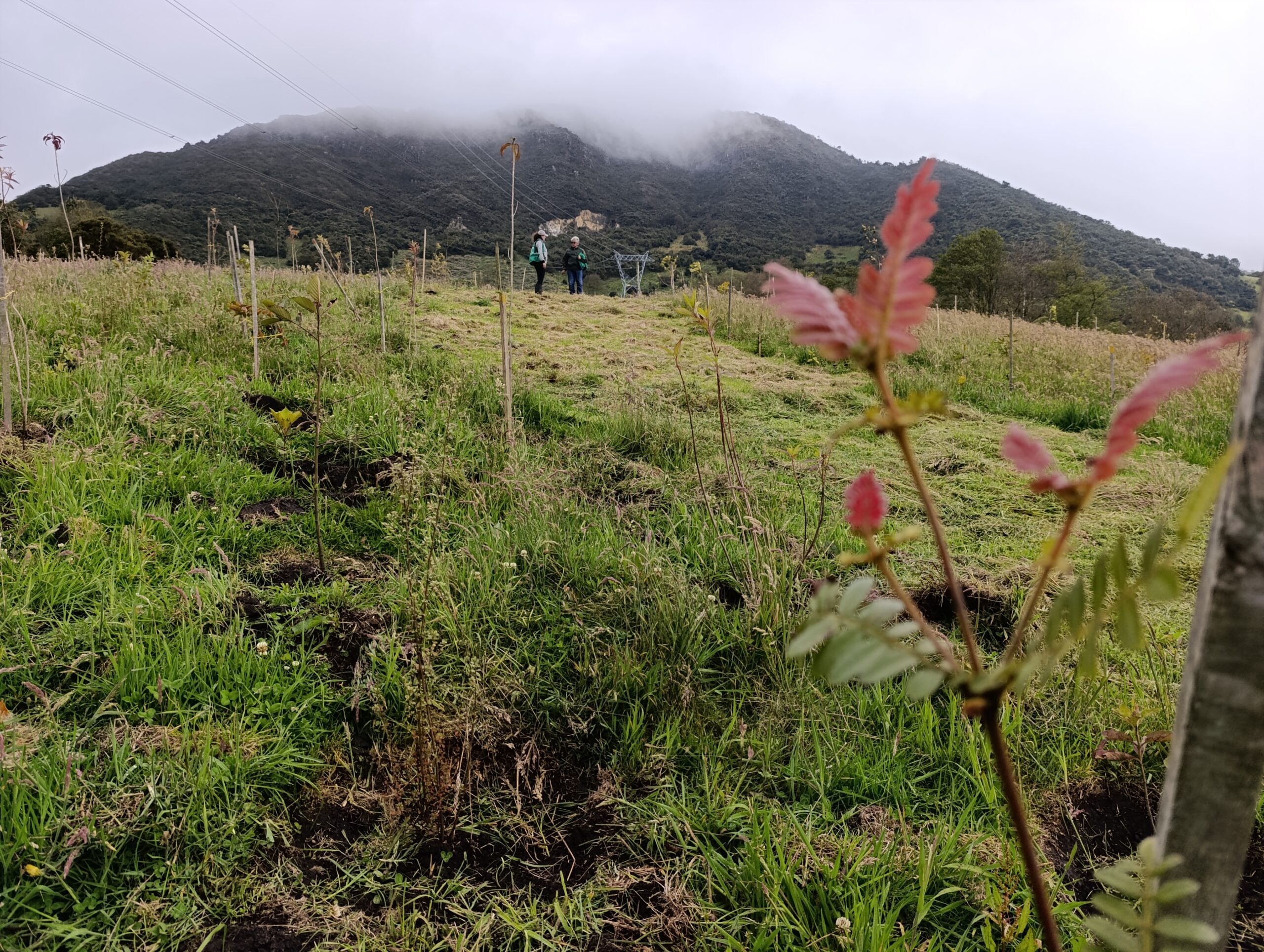 Historias del verde urbano: San Isidro: el futuro bosque nativo del Mochuelo Alto
