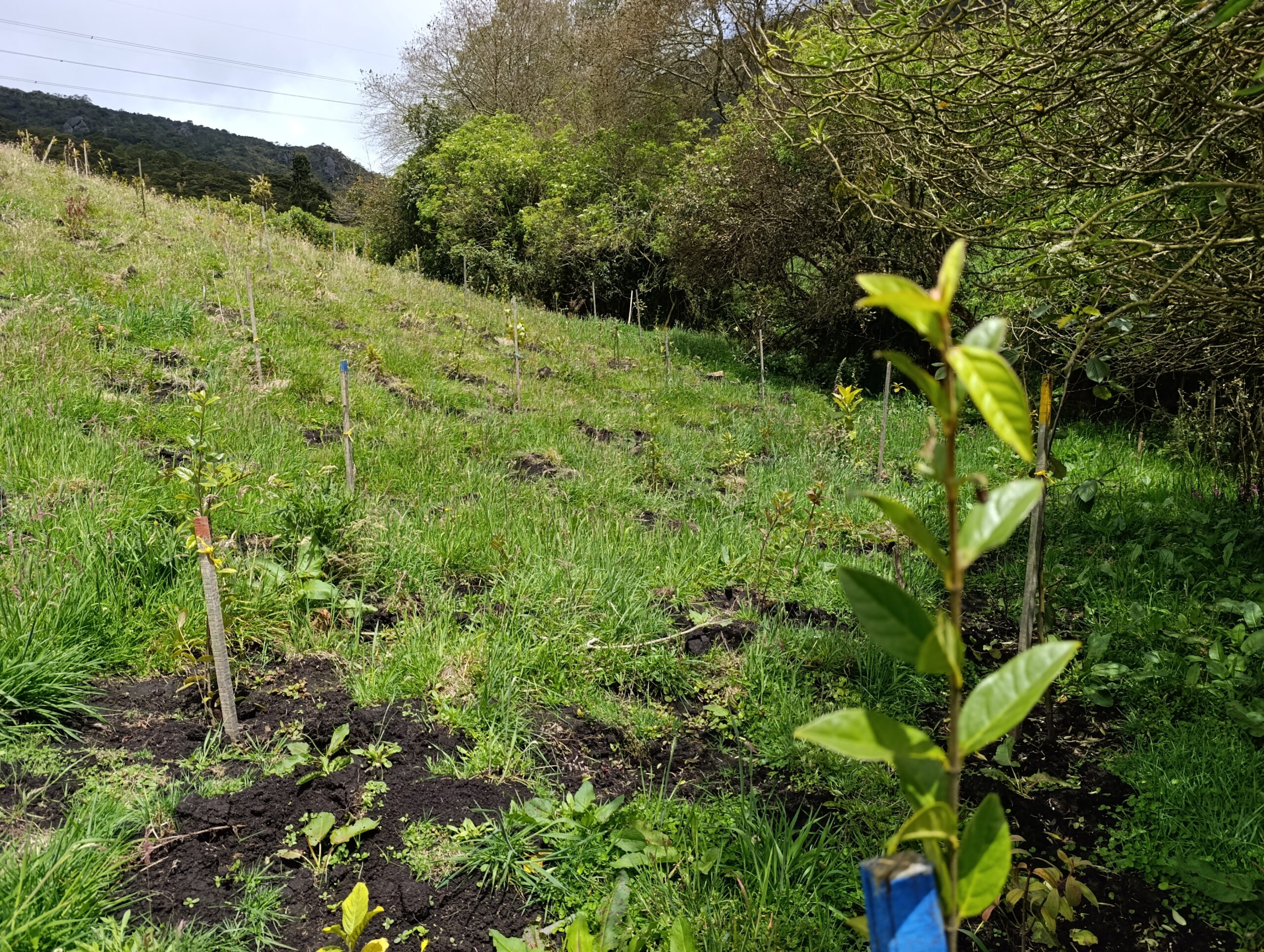 Historias del verde urbano: San Isidro: el futuro bosque nativo del Mochuelo Alto