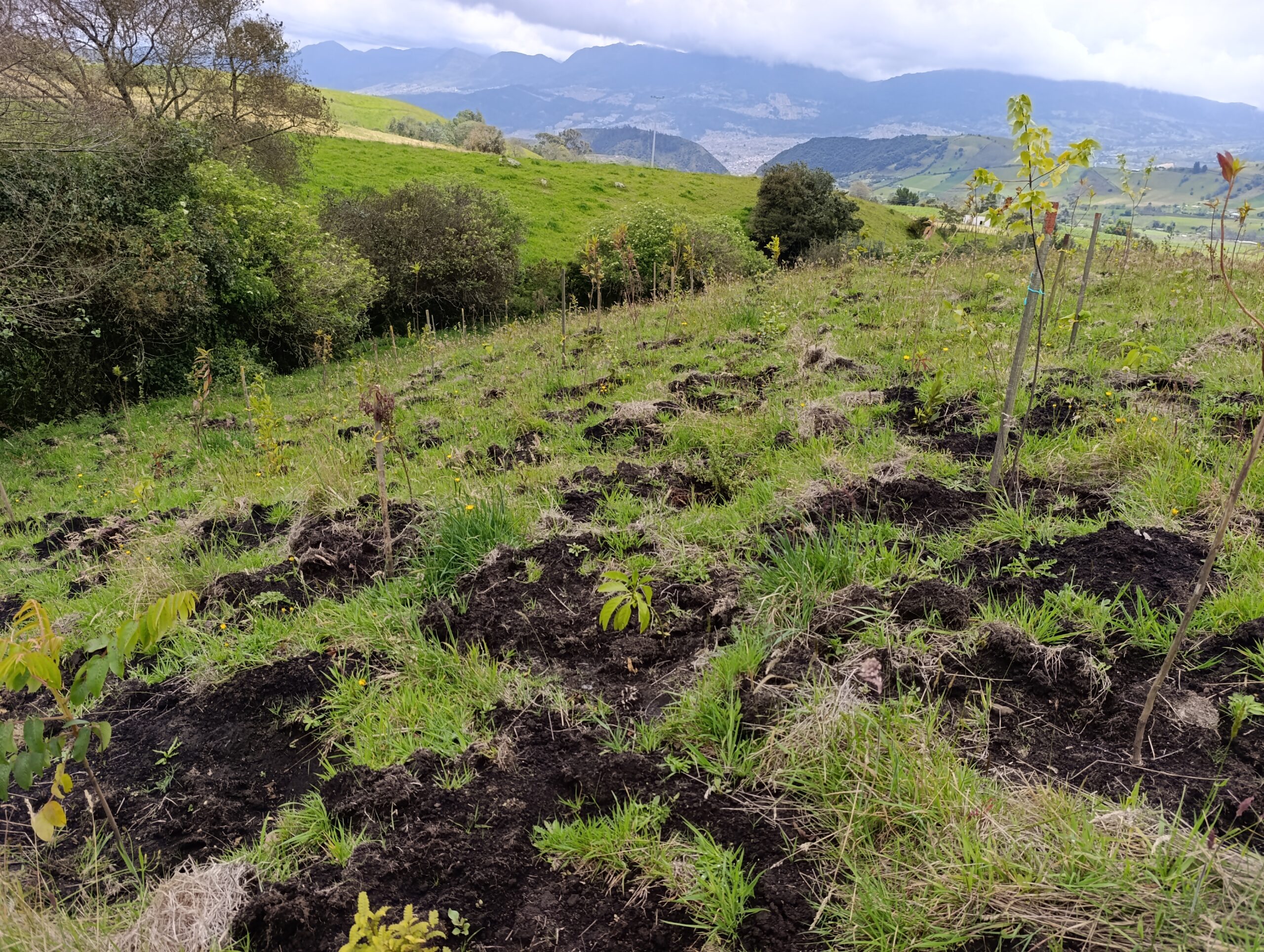Historias del verde urbano: San Isidro: el futuro bosque nativo del Mochuelo Alto