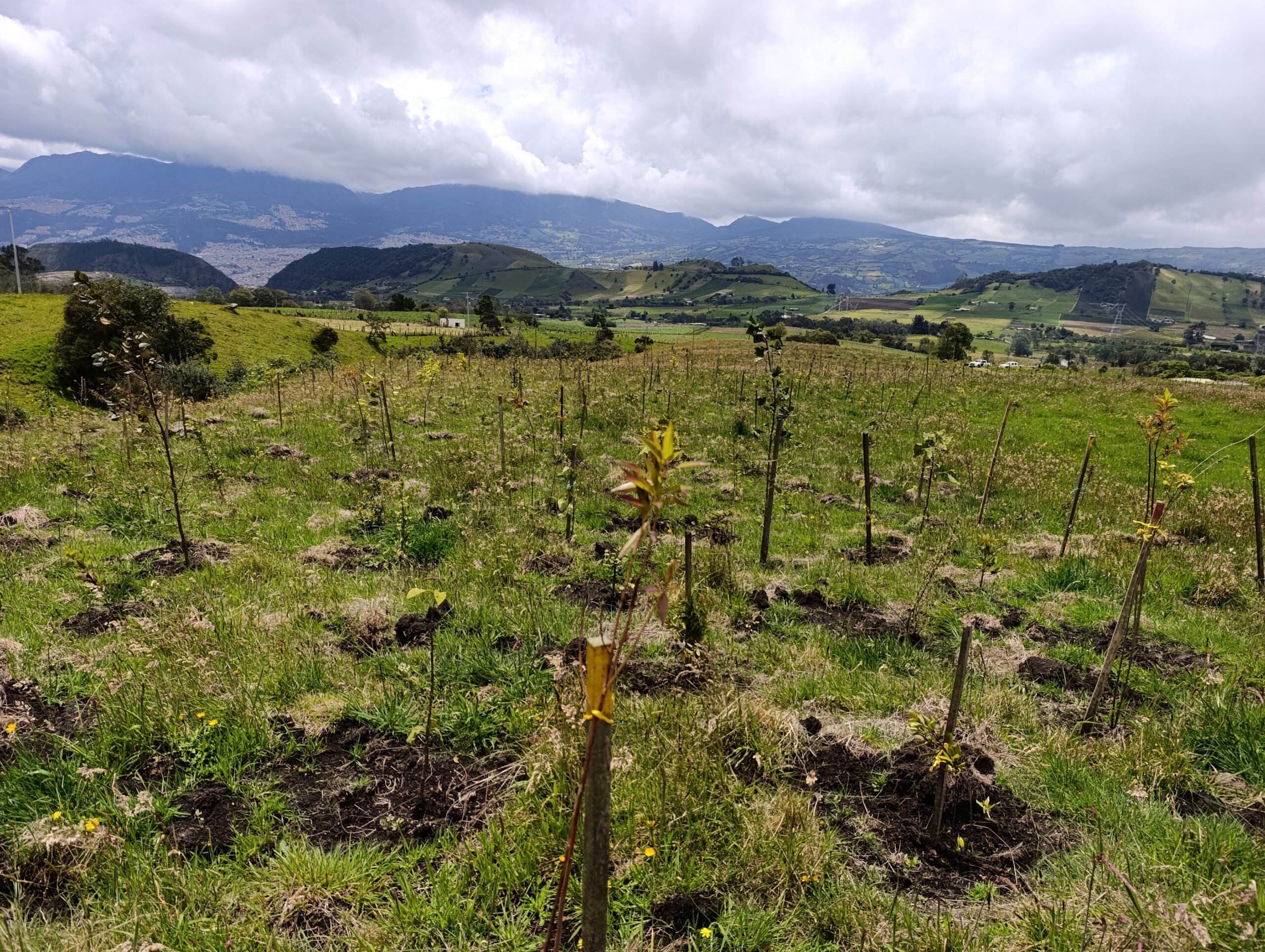 Historias del verde urbano: San Isidro: el futuro bosque nativo del Mochuelo Alto