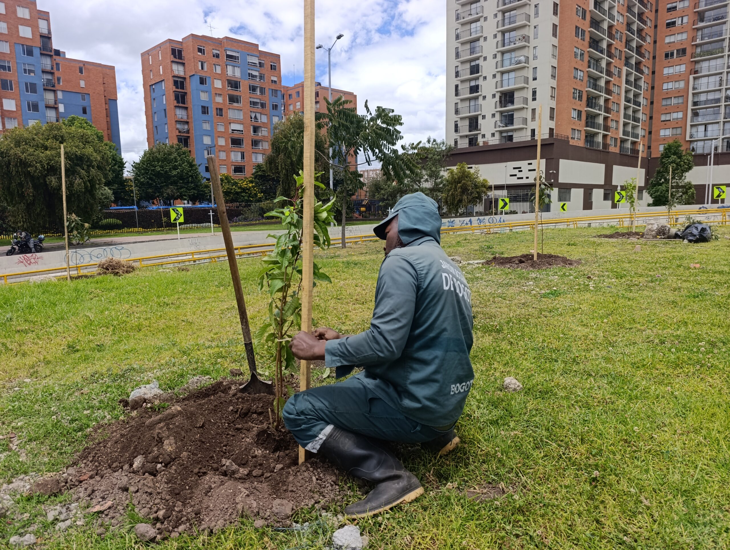 Historias del verde urbano: La oreja de la calle 183 con Autopista Norte estrenó arbolado