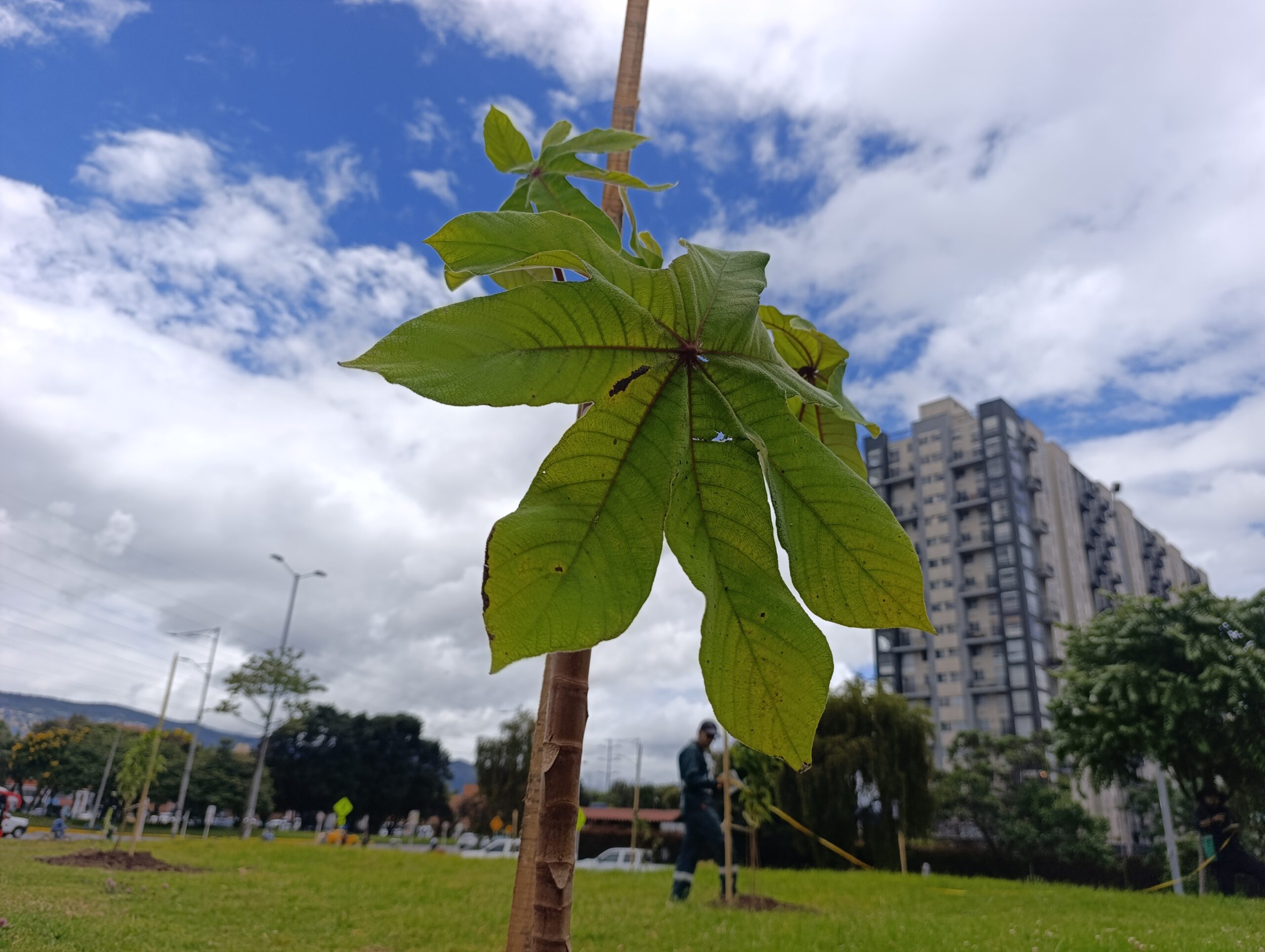 Historias del verde urbano: La oreja de la calle 183 con Autopista Norte estrenó arbolado