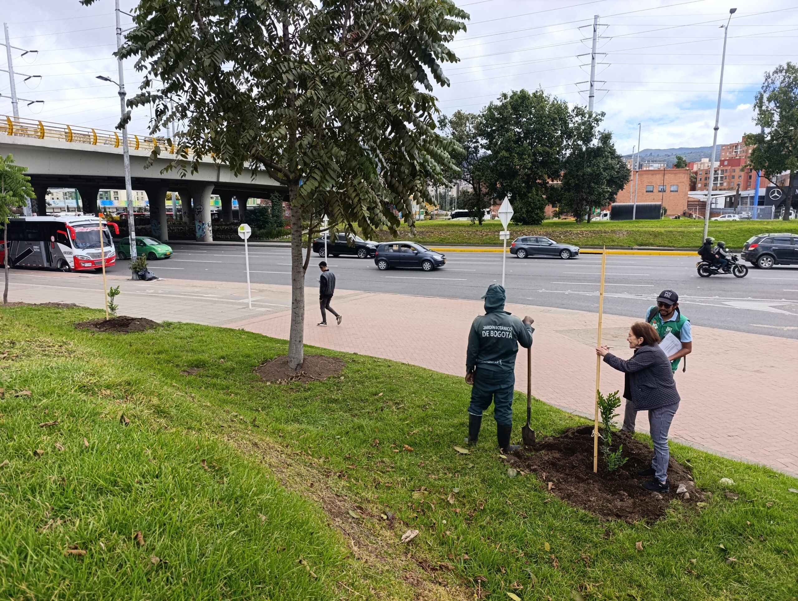 Historias del verde urbano: La oreja de la calle 183 con Autopista Norte estrenó arbolado