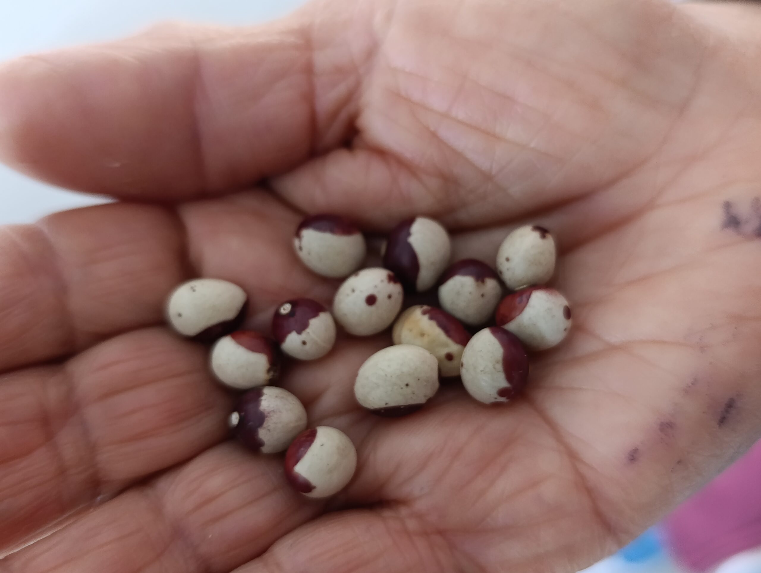 Historias del verde urbano: Ciudad Bolívar abre las puertas de su banco comunitario de semillas agroecológicas