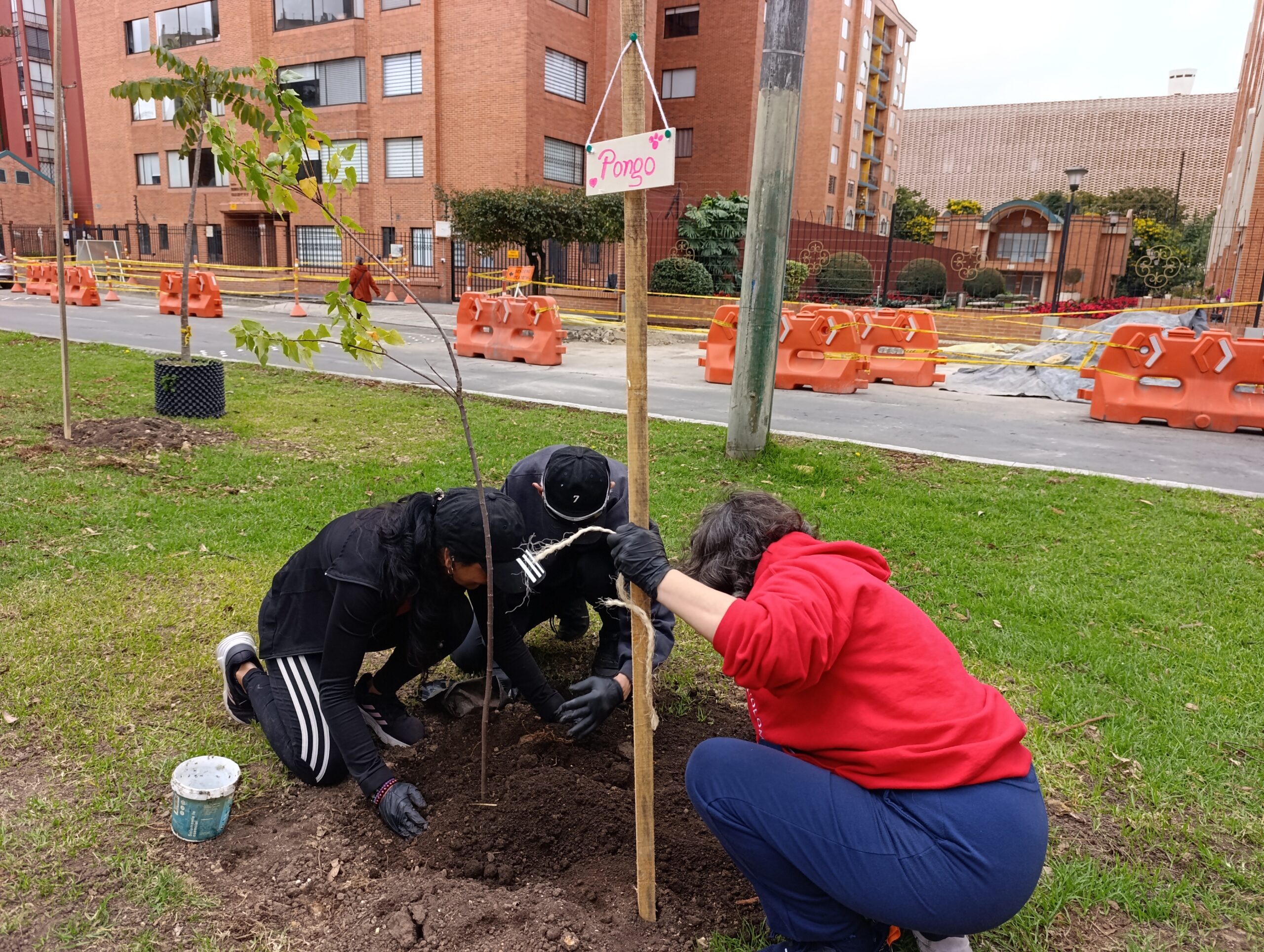 Historias del verde urbano: Alameda de Salitre Oriental diversifica su arbolado
