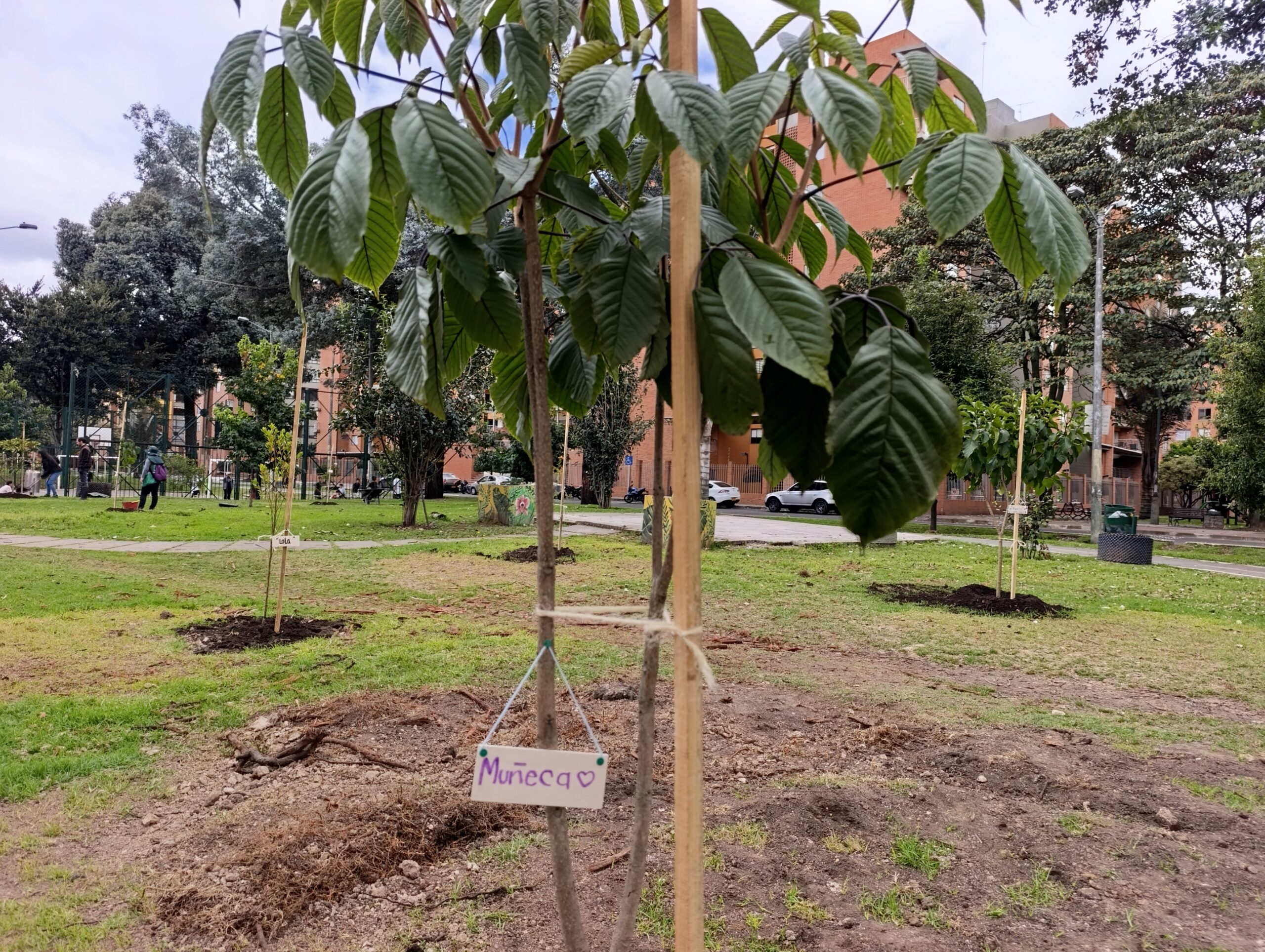 Historias del verde urbano: Alameda de Salitre Oriental diversifica su arbolado