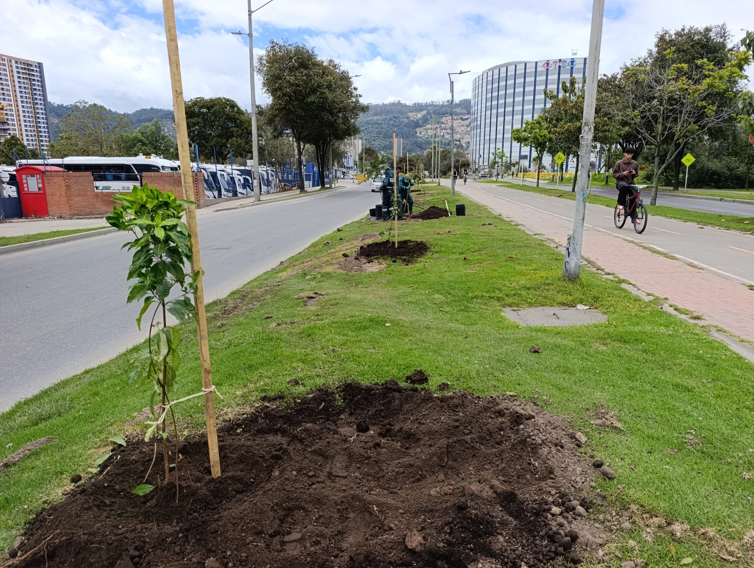 Historias del verde urbano: El nuevo centenar de árboles y arbustos del tramo de la calle 170 en Usaquén