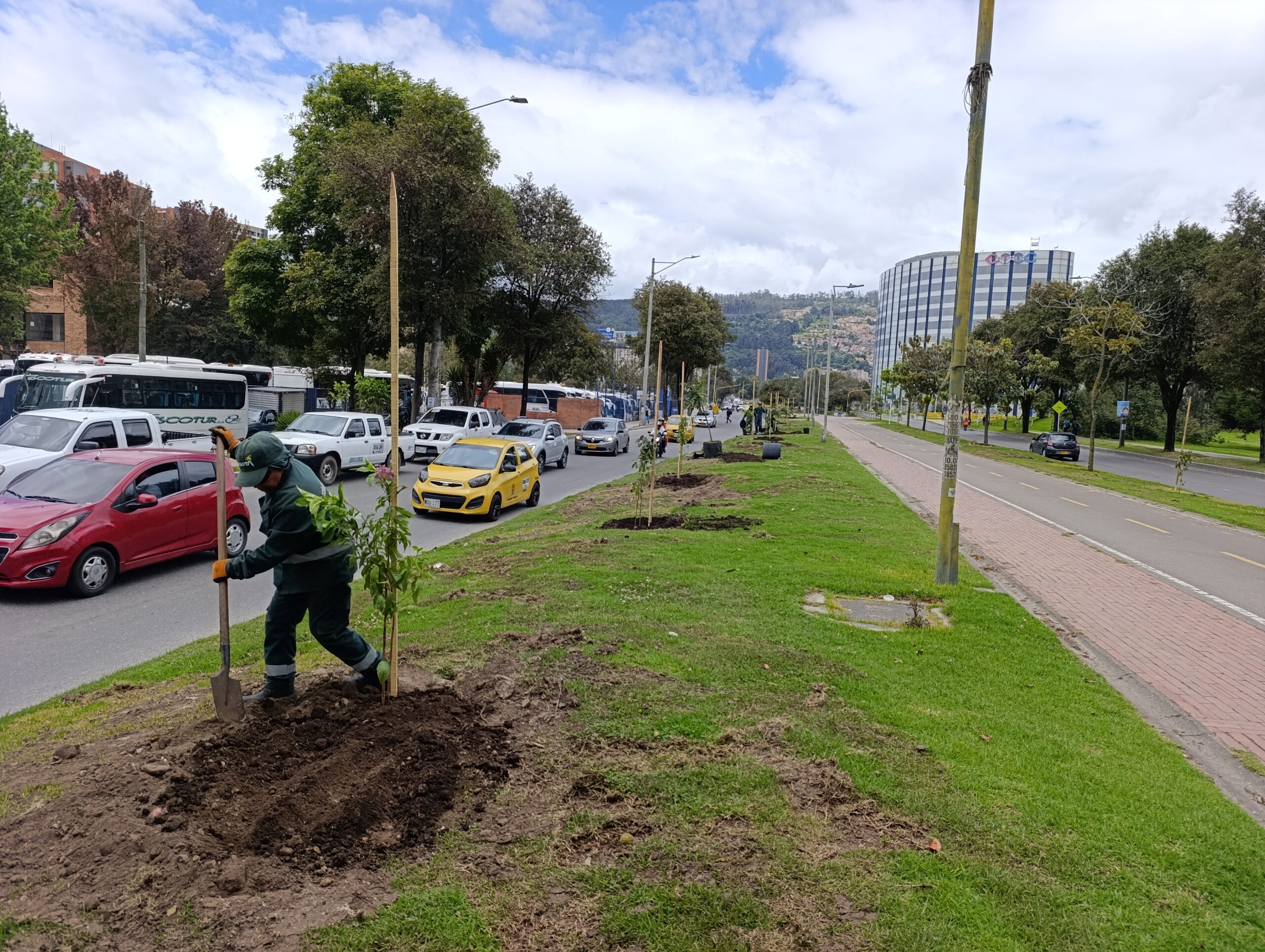 Historias del verde urbano: El nuevo centenar de árboles y arbustos del tramo de la calle 170 en Usaquén