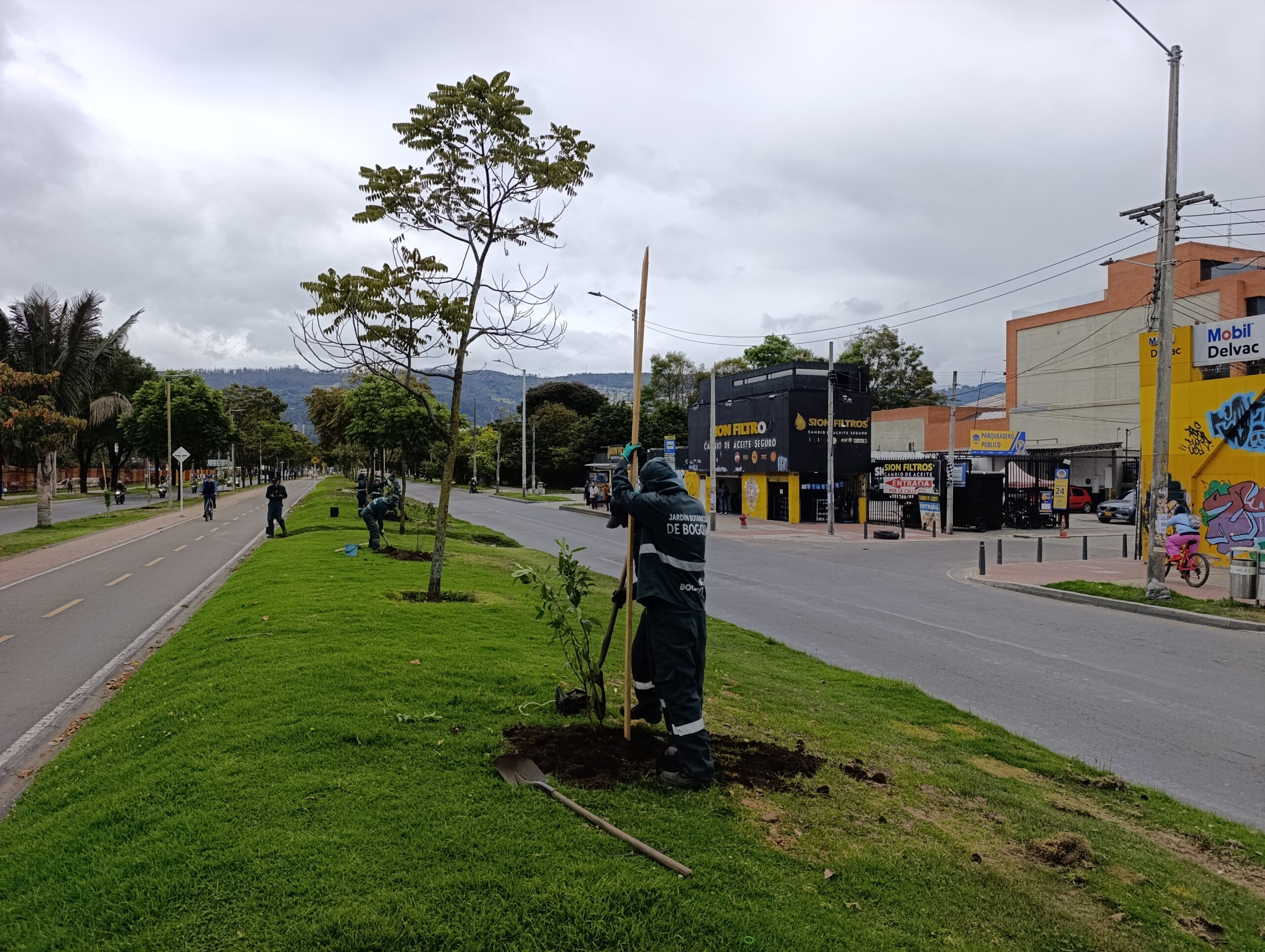 Historias del verde urbano: El nuevo centenar de árboles y arbustos del tramo de la calle 170 en Usaquén