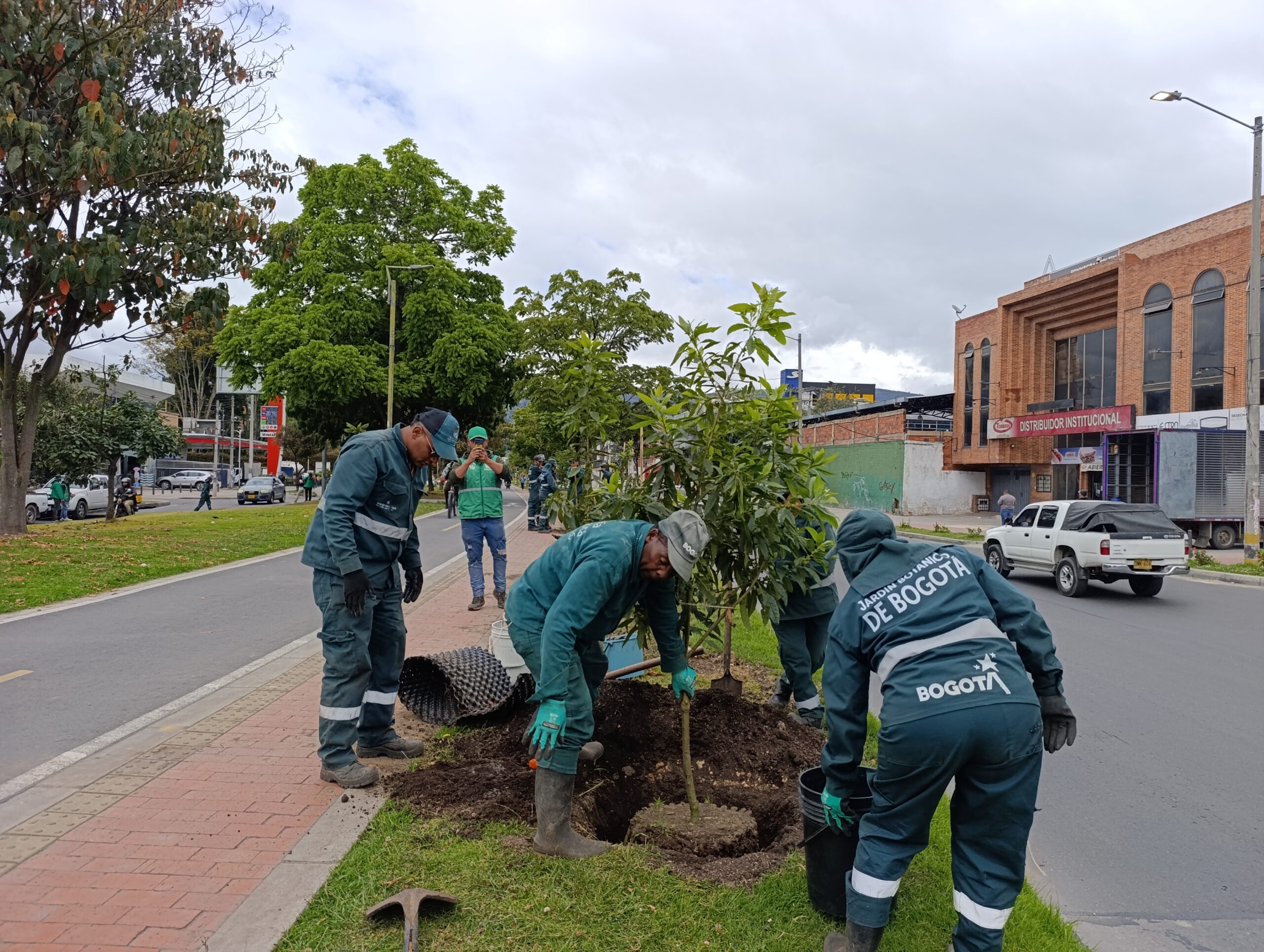 Historias del verde urbano: El nuevo centenar de árboles y arbustos del tramo de la calle 170 en Usaquén