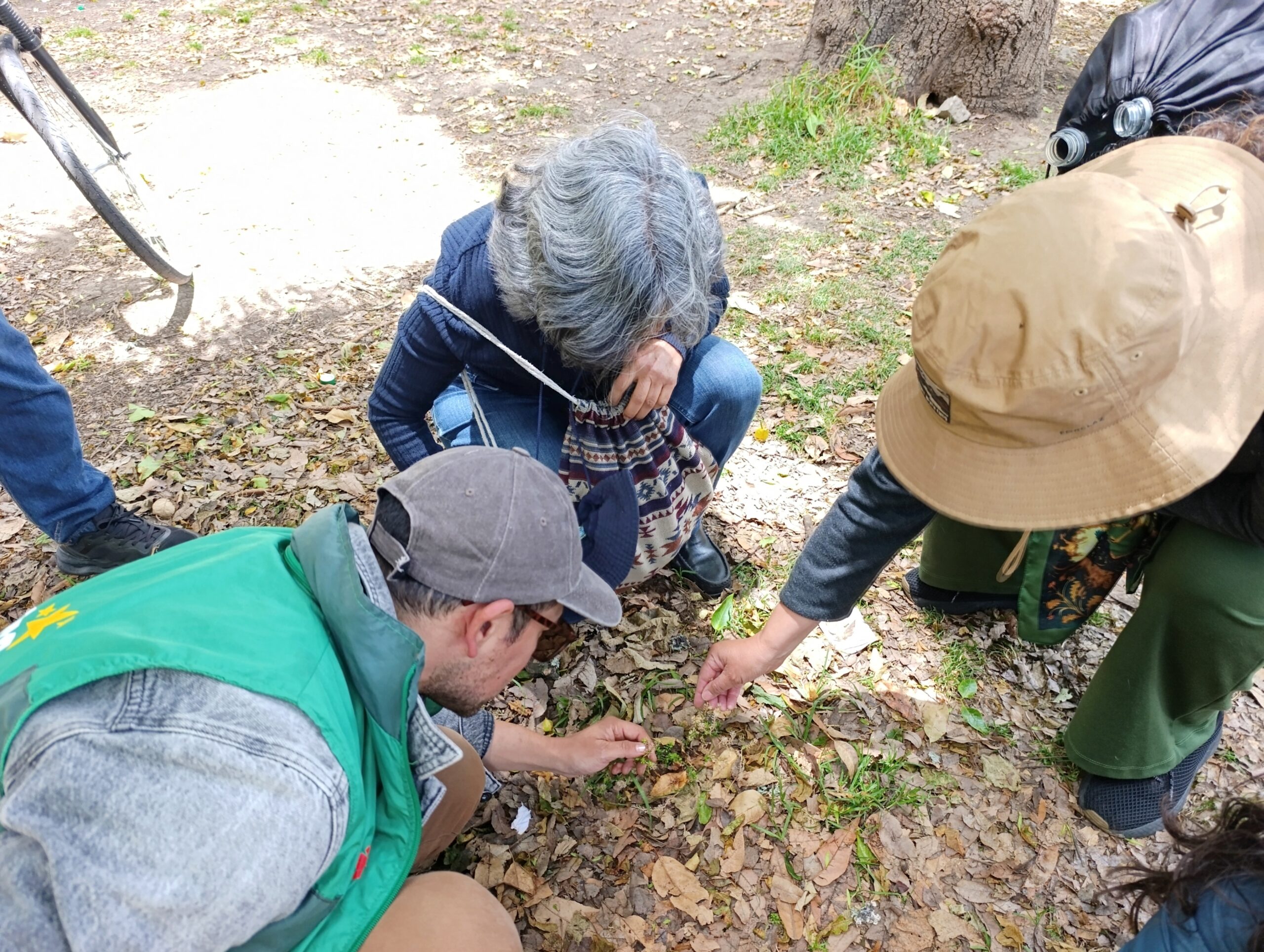 Historias del verde urbano: ¡Recorrido por el mundo de las ruderales, las plantas más guerreras!