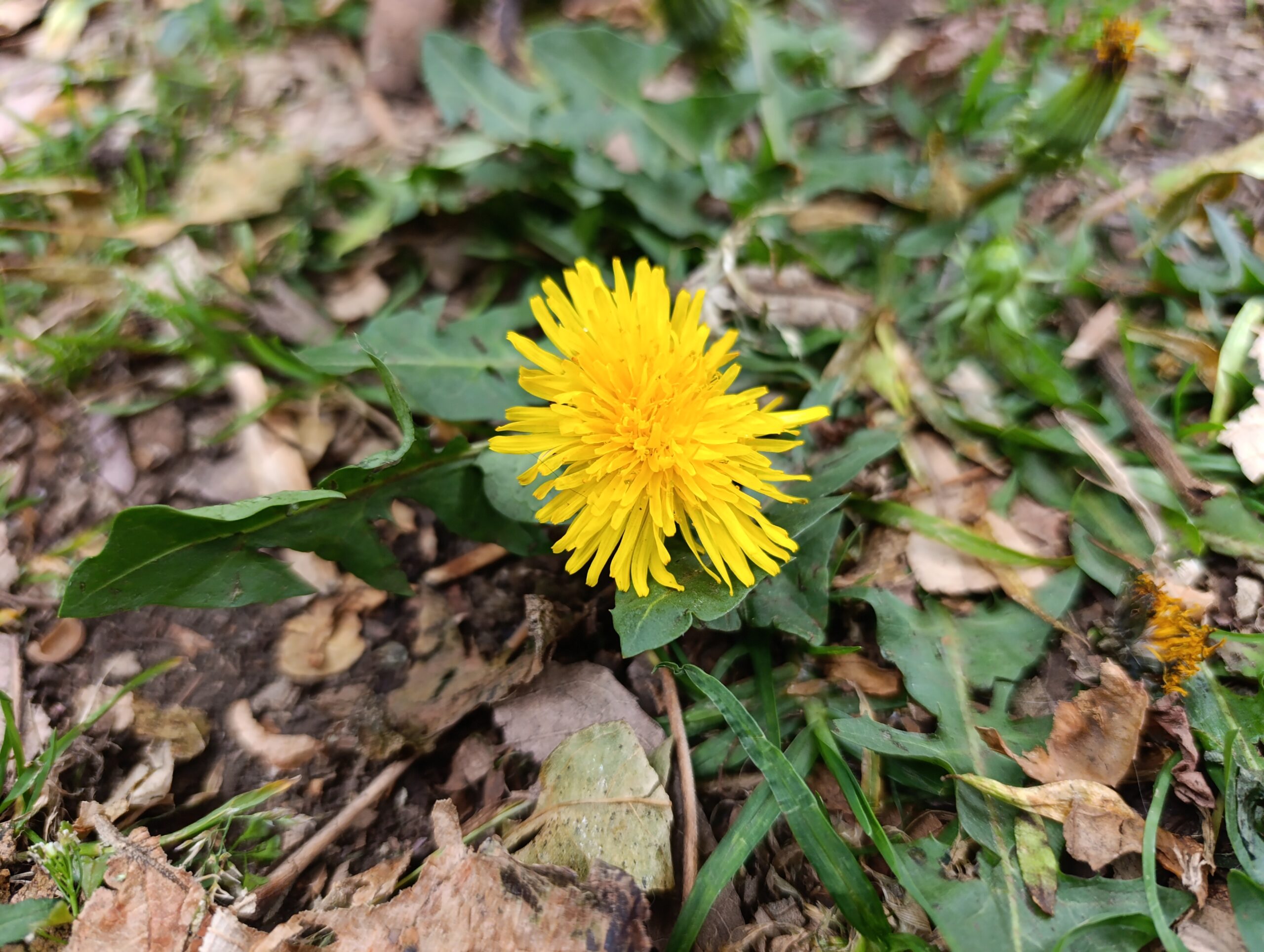 Historias del verde urbano: ¡Recorrido por el mundo de las ruderales, las plantas más guerreras!