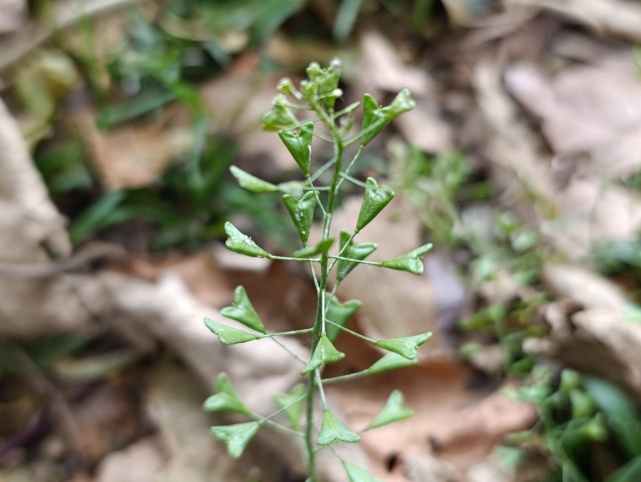 Historias del verde urbano: ¡Recorrido por el mundo de las ruderales, las plantas más guerreras!