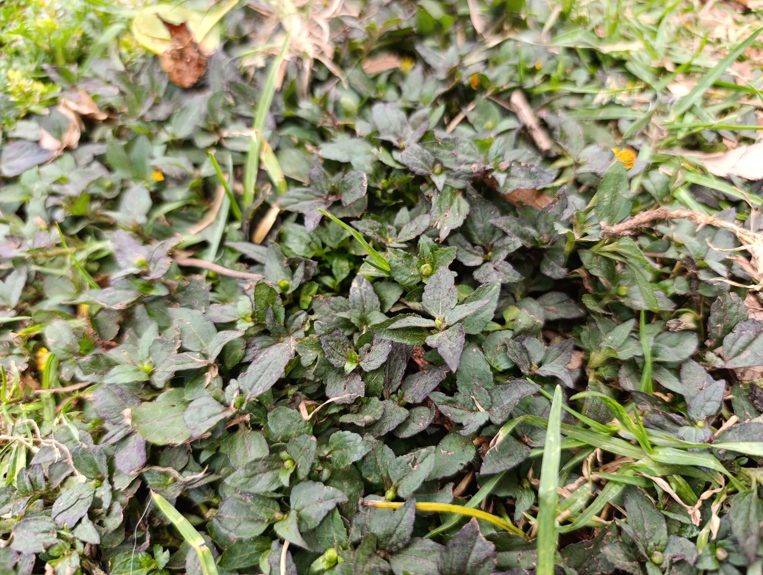 Historias del verde urbano: ¡Recorrido por el mundo de las ruderales, las plantas más guerreras!