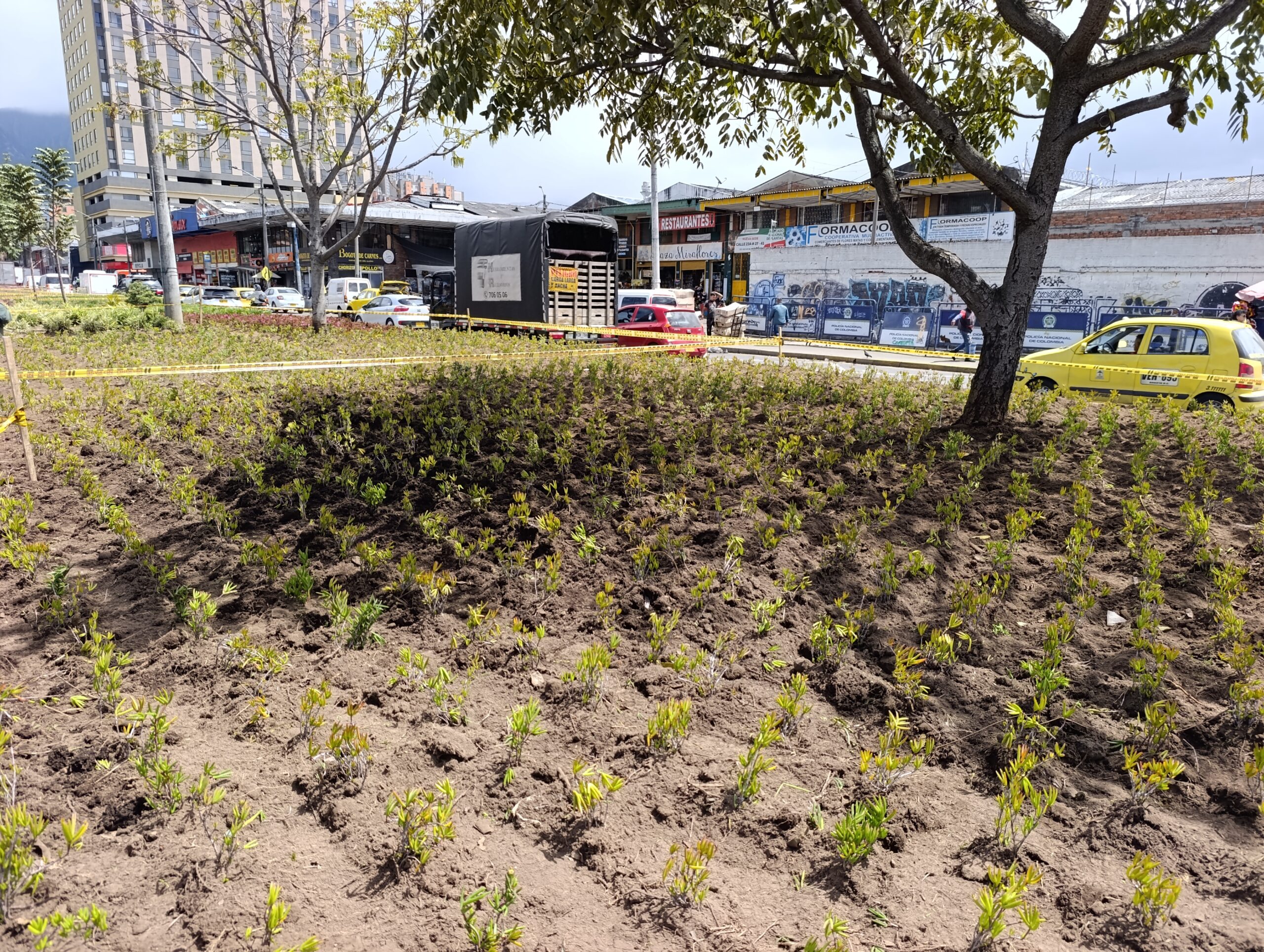 Historias del verde urbano: Avanza la recuperación de las jardineras de Paloquemao