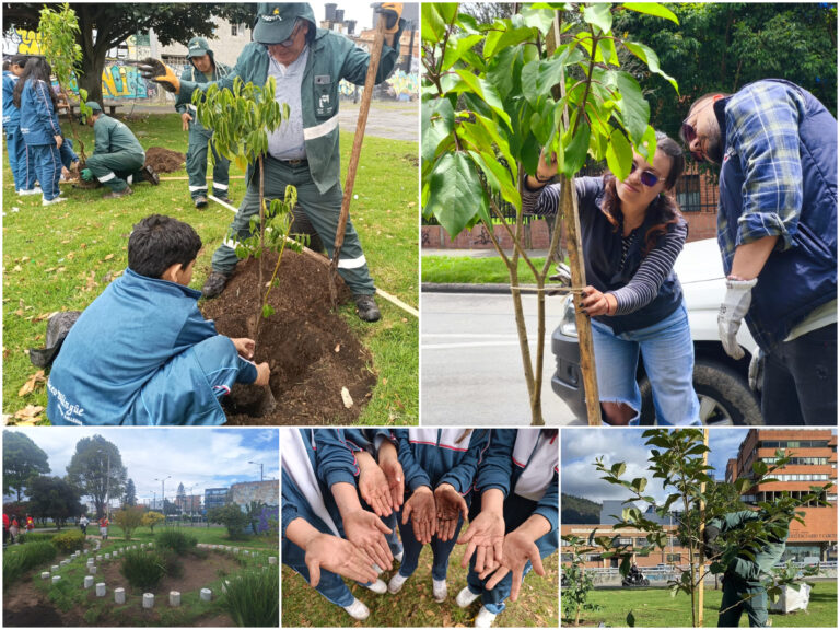 Historias del verde urbano: ¡Bogotá se renaturaliza!: Jardín Botánico plantó 107 nuevos árboles y arbustos en cinco localidades